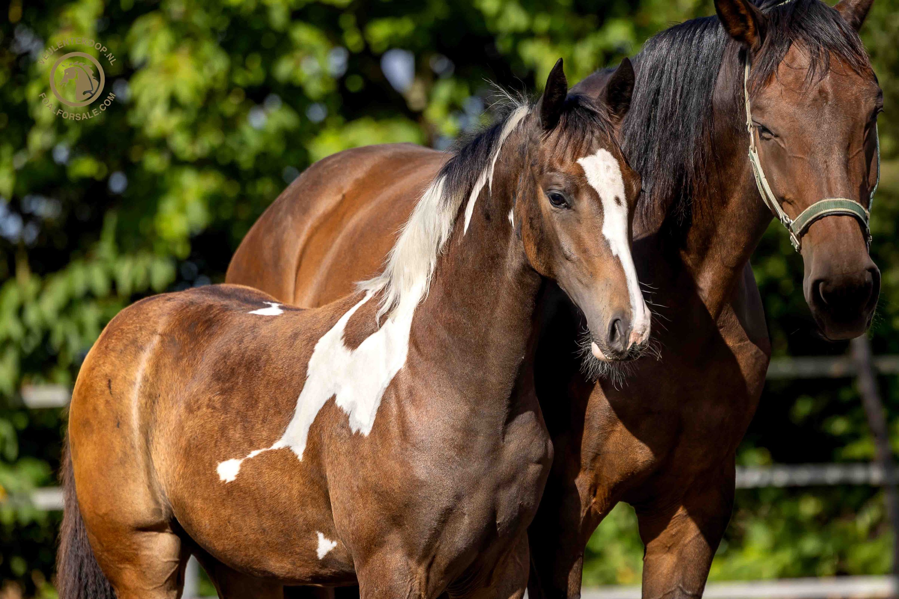 kwpn dressuurpaard merrie 0 anos skewbald à venda - Foto 3