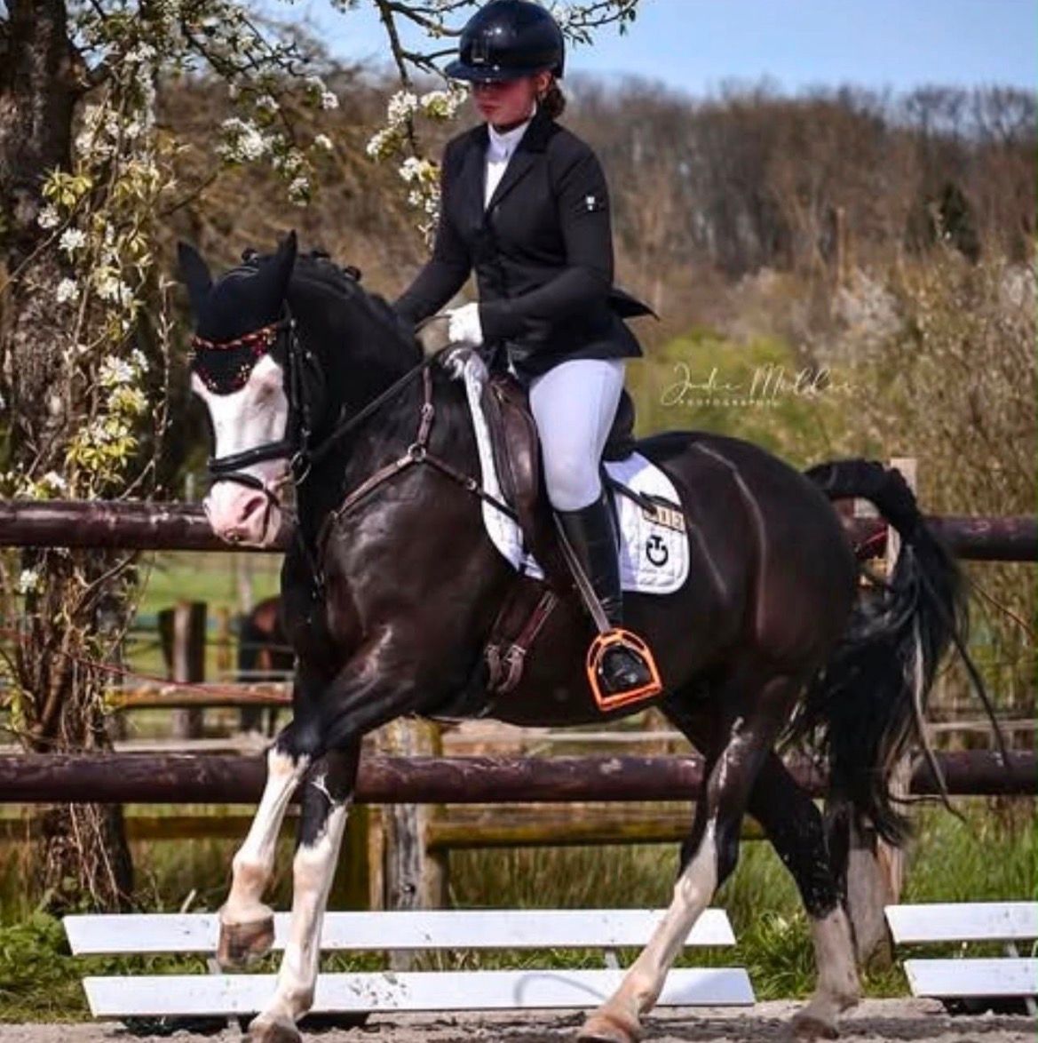springpony ruin 10 years old zwart for sale - Photo 2