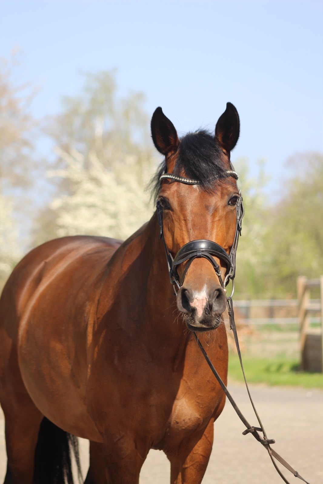 kwpn paard merrie 14 Jahre alt donkerbruin zu verkaufen - Foto 2