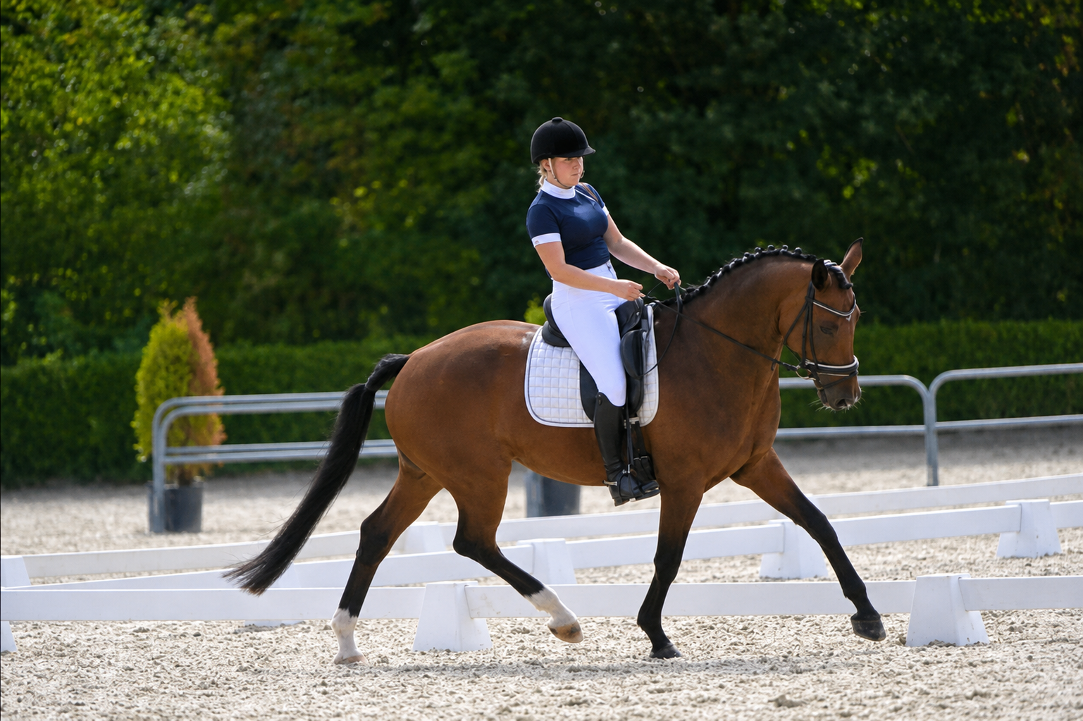 KWPN Z dressuurmerrie Florencio x Johnson