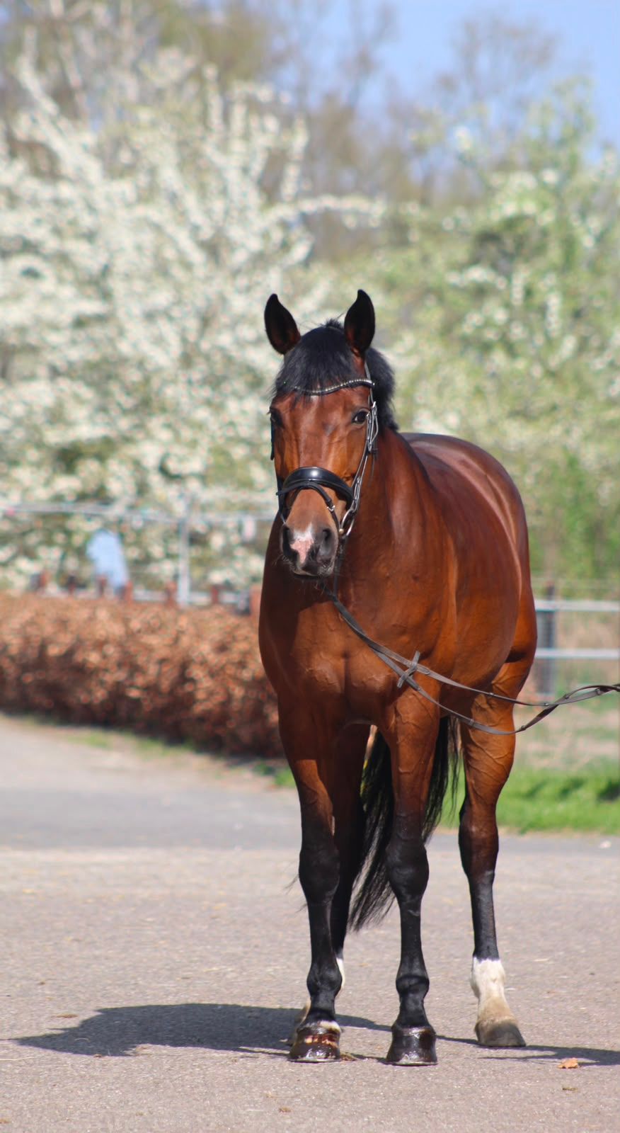 kwpn paard merrie 14 Jahre alt donkerbruin zu verkaufen - Foto 3