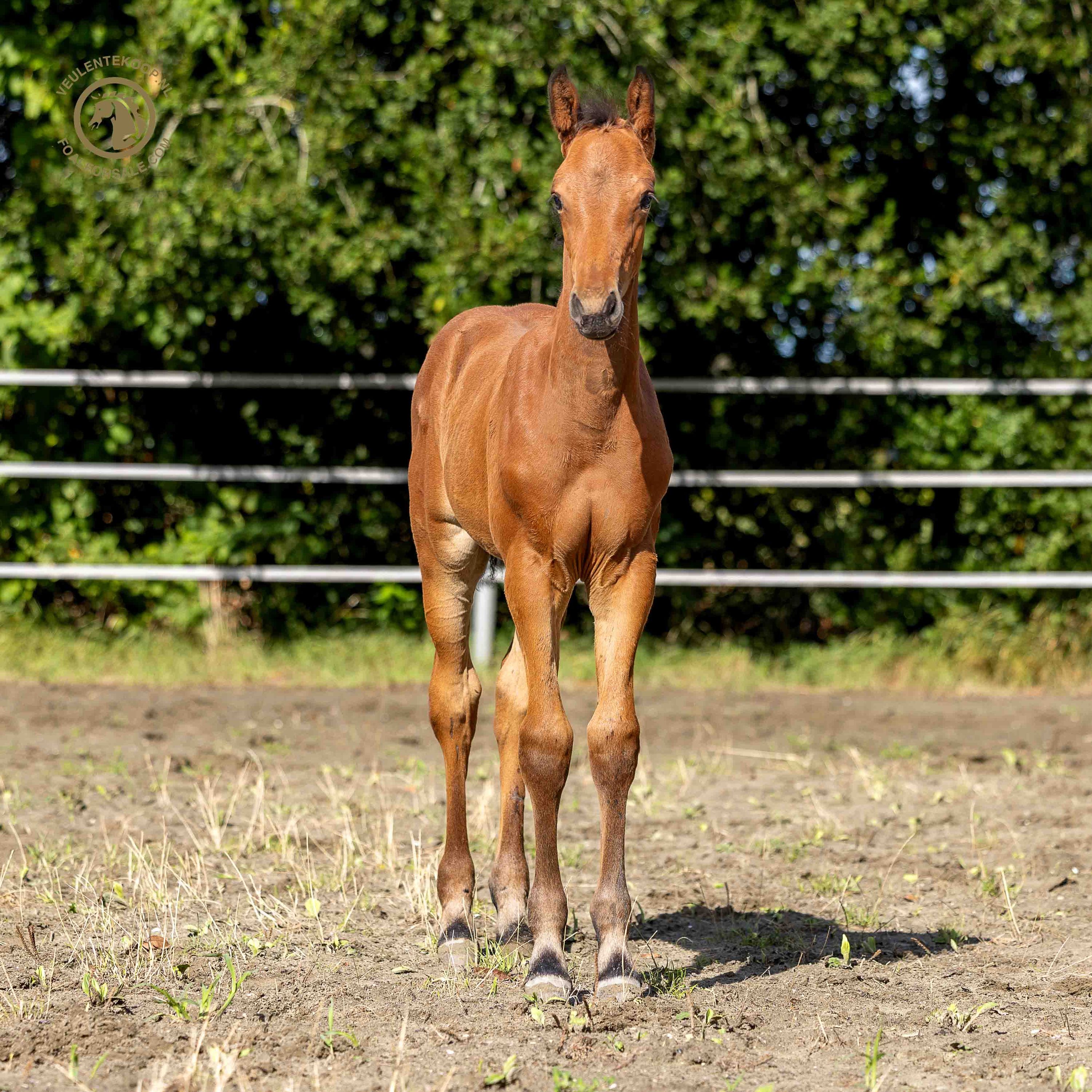zangersheide springpaard merrie 0 years old bruin for sale - Photo 3