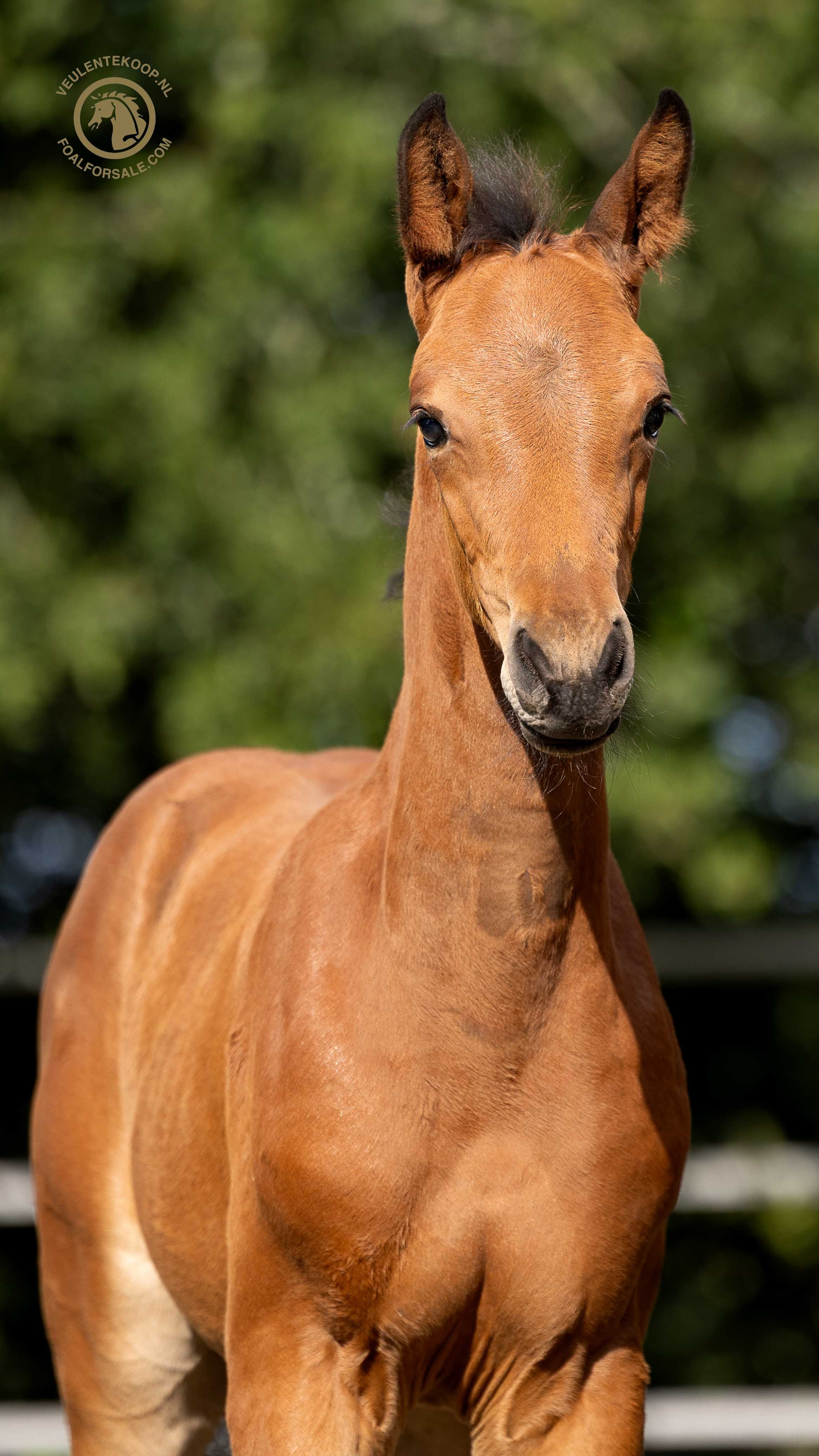 zangersheide springpaard merrie 0 years old bruin for sale - Photo 4