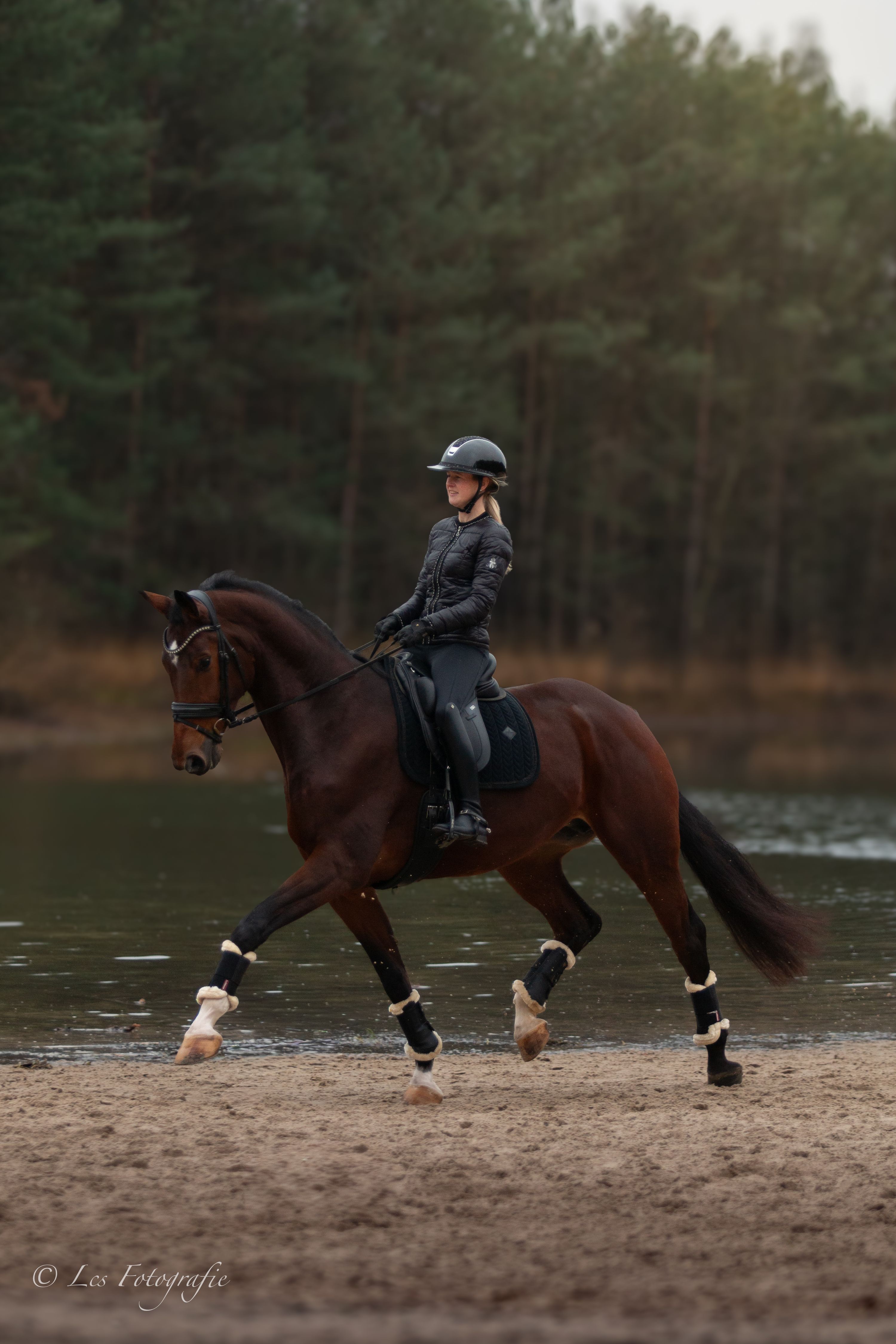 Jument de sport elite à vendre