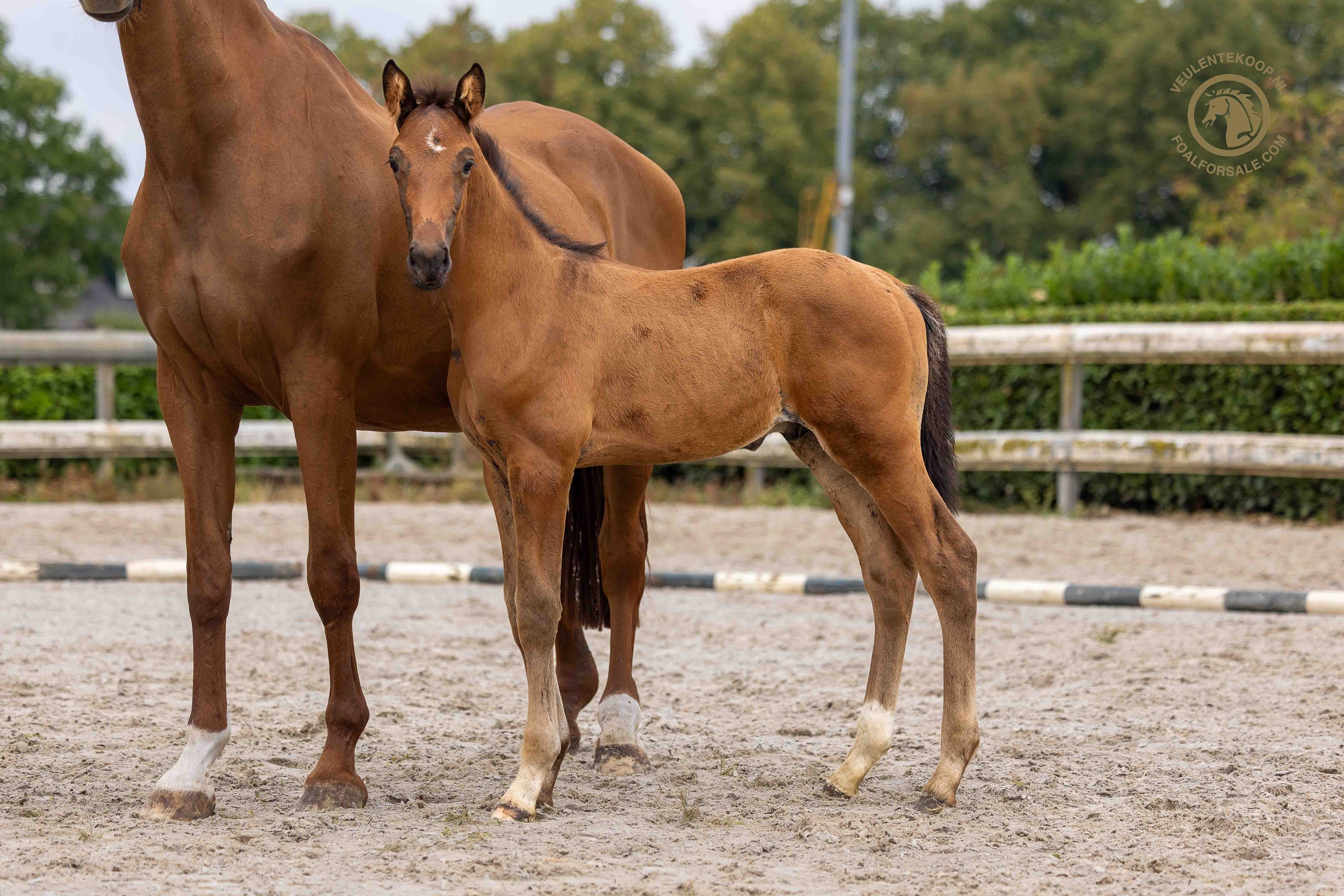 kwpn dressuurpaard hengst 0 years old bruin for sale - Photo 3