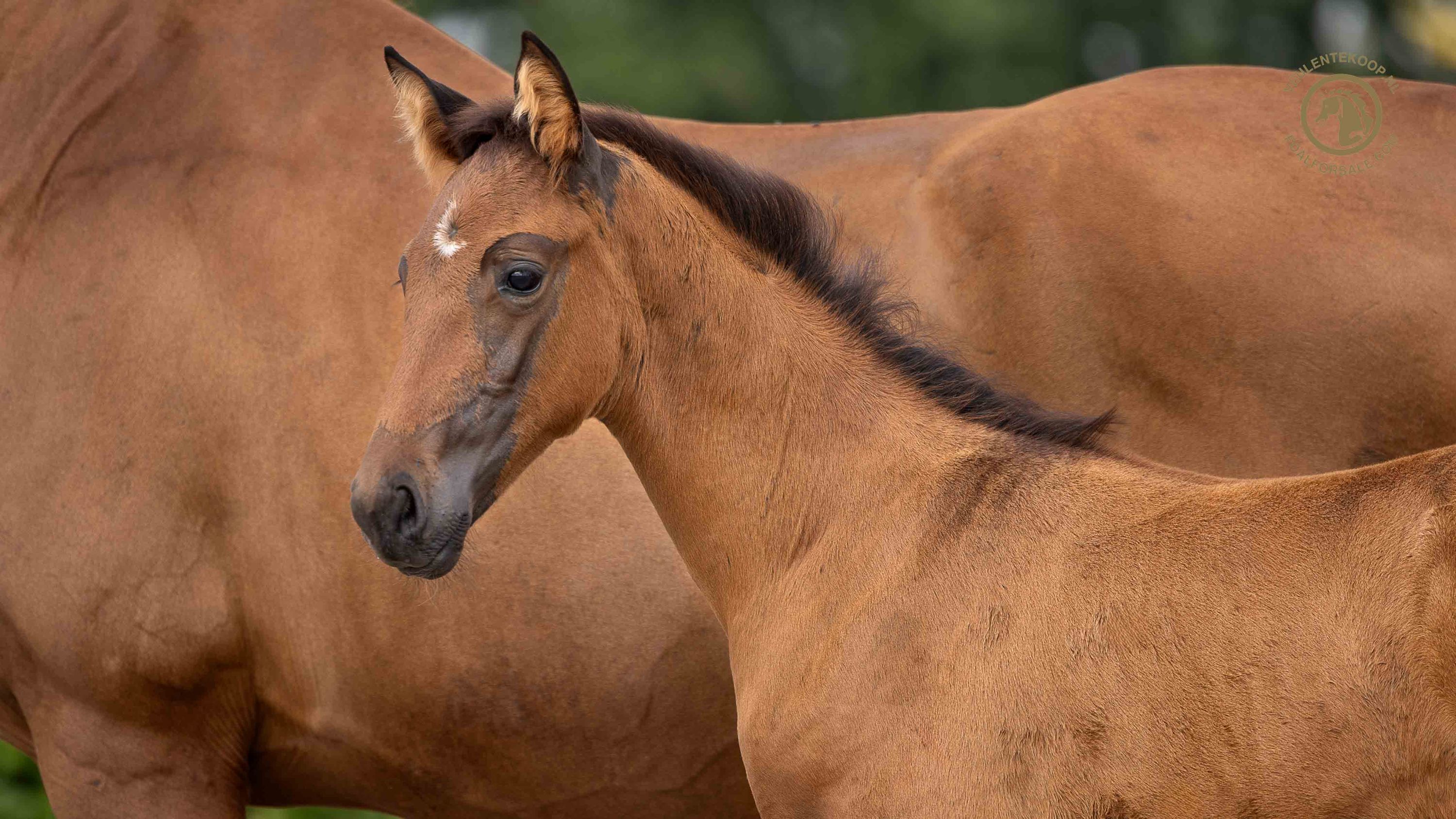 kwpn dressuurpaard hengst 0 years old bruin for sale - Photo 2