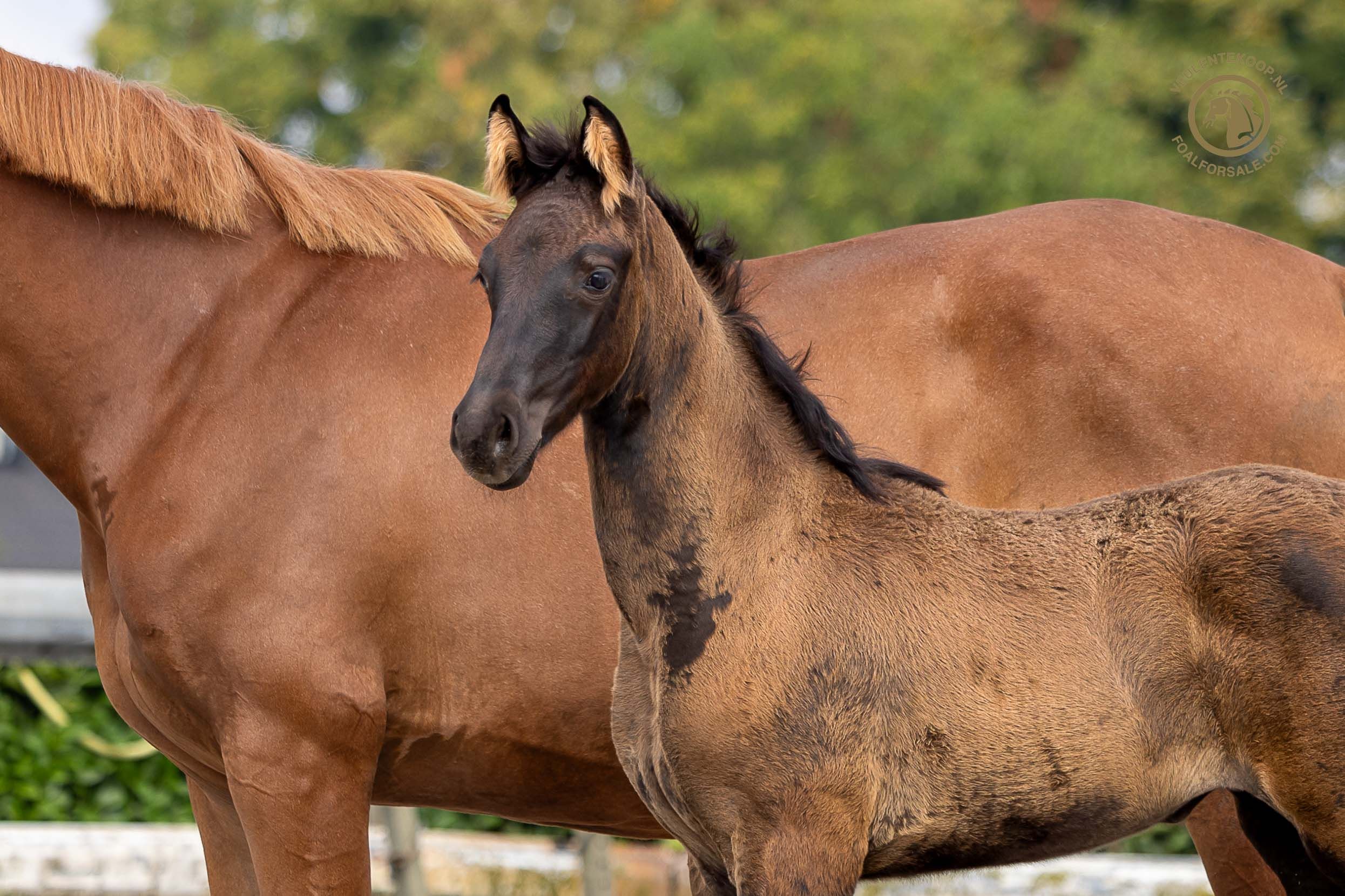 kwpn dressuurpaard merrie 0 years old donkerbruin for sale - Photo 2