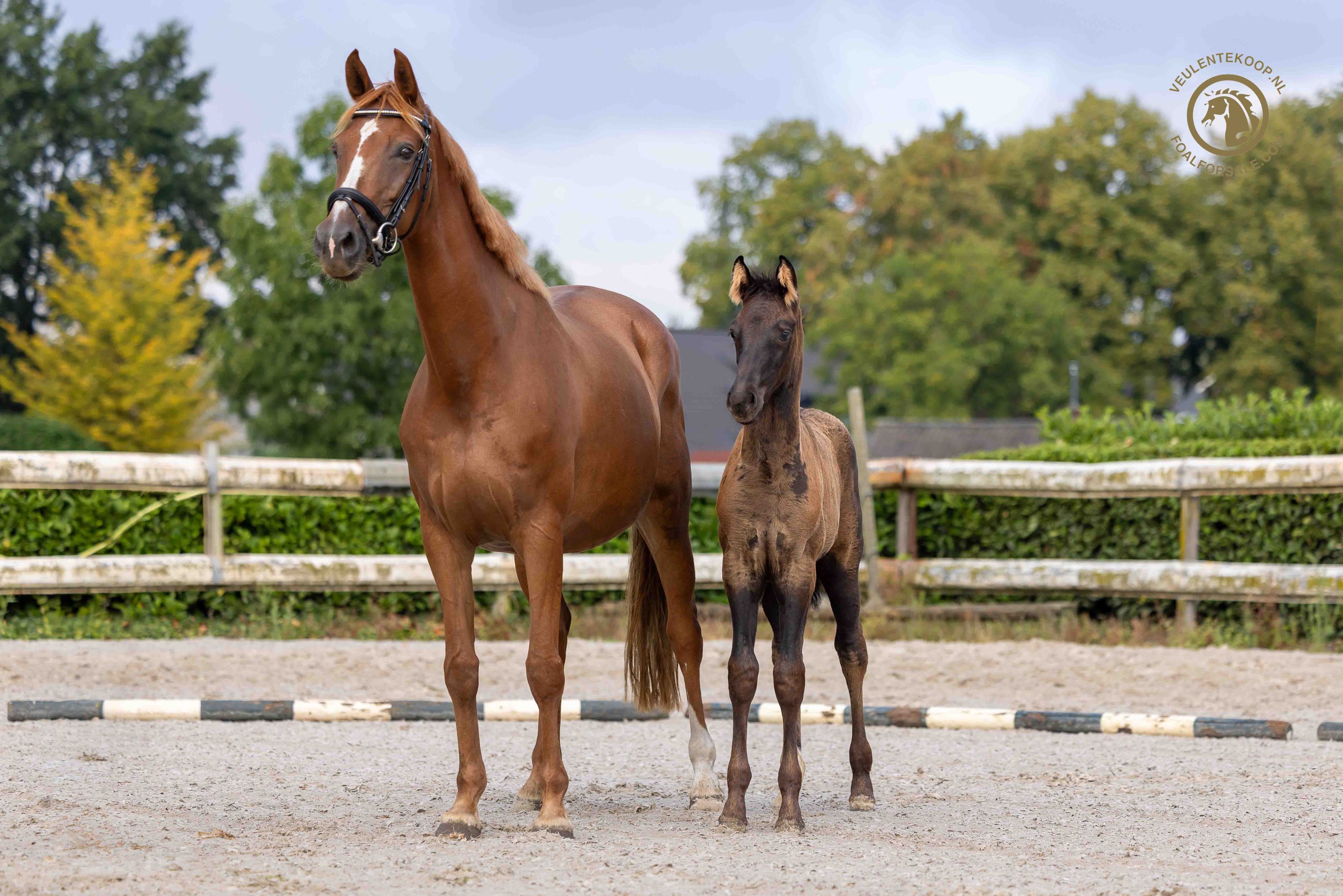 kwpn dressuurpaard merrie 0 years old donkerbruin for sale - Photo 4