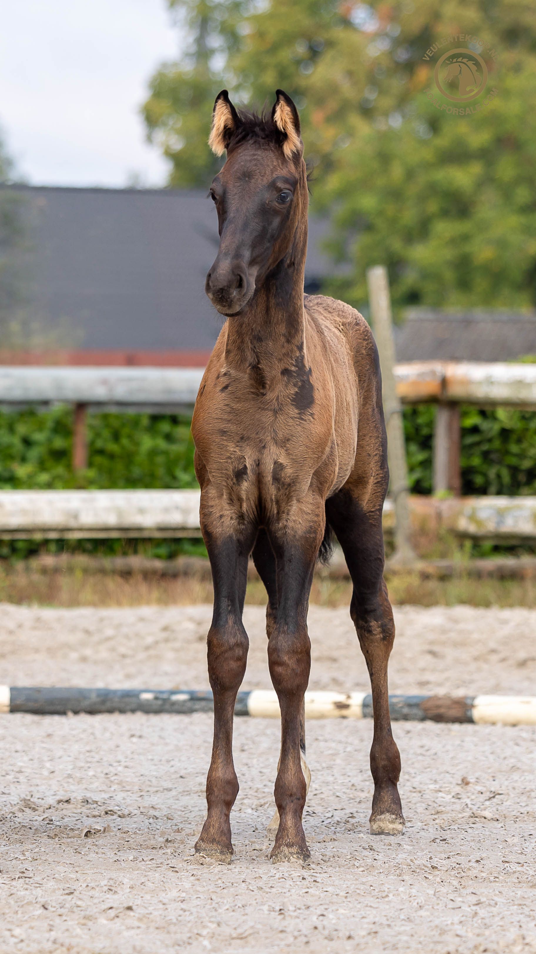 kwpn dressuurpaard merrie 0 years old donkerbruin for sale - Photo 3