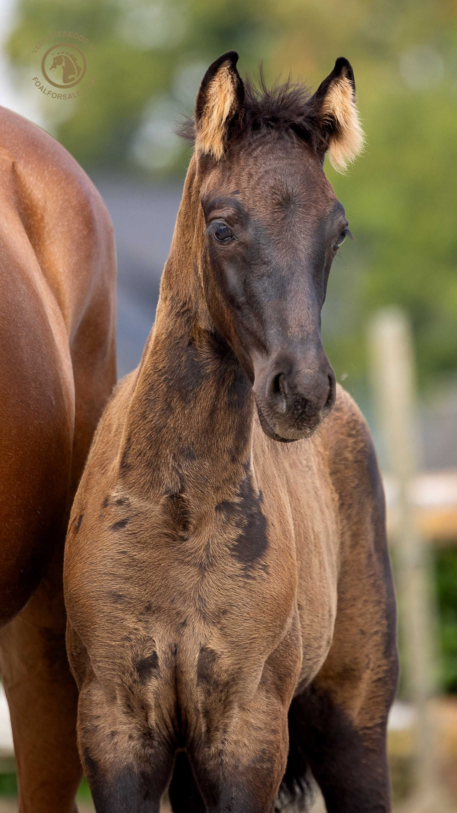 kwpn dressuurpaard merrie 0 years old donkerbruin for sale - Photo 6