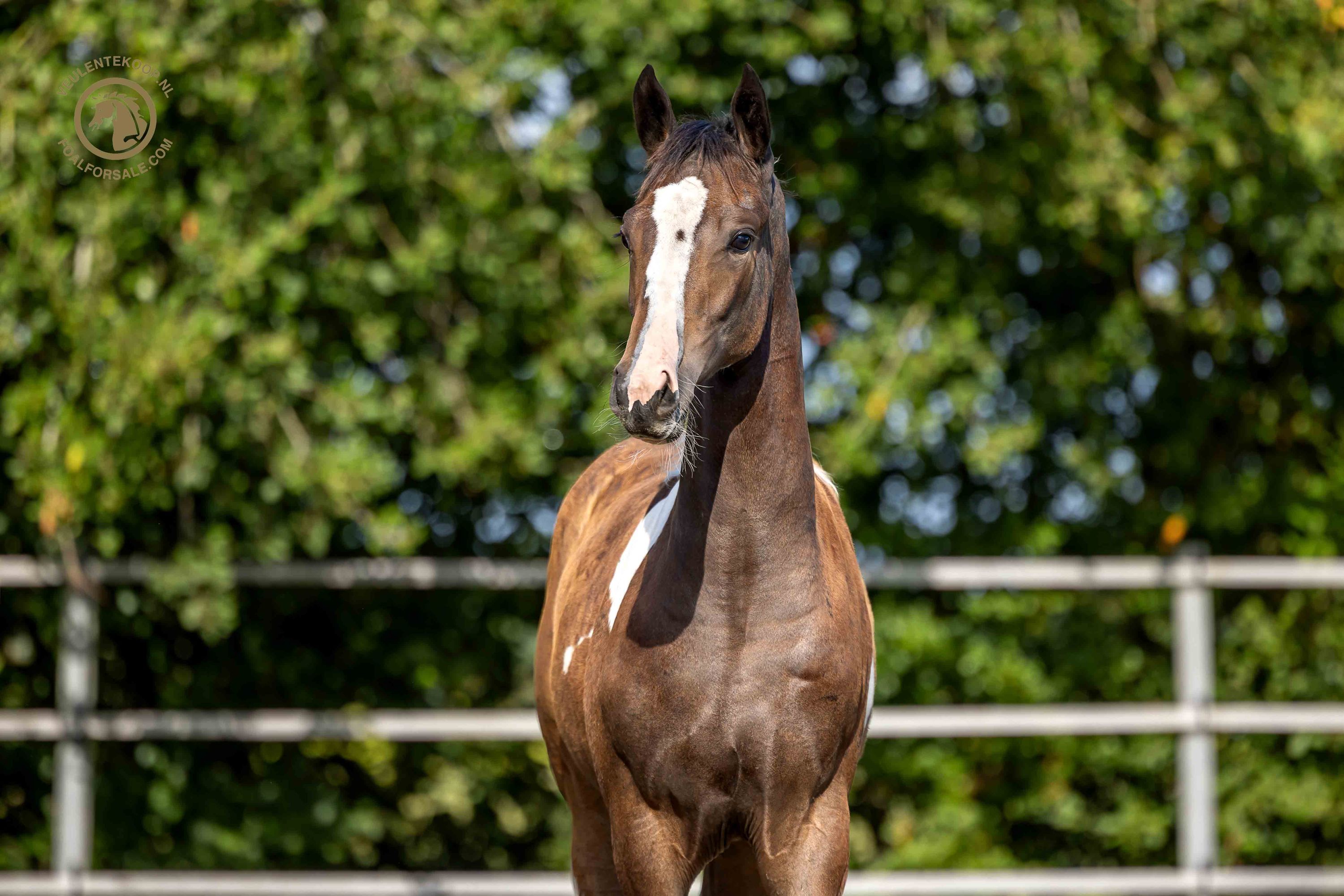 kwpn dressuurpaard merrie 0 år skewbald till salu - Foto 2