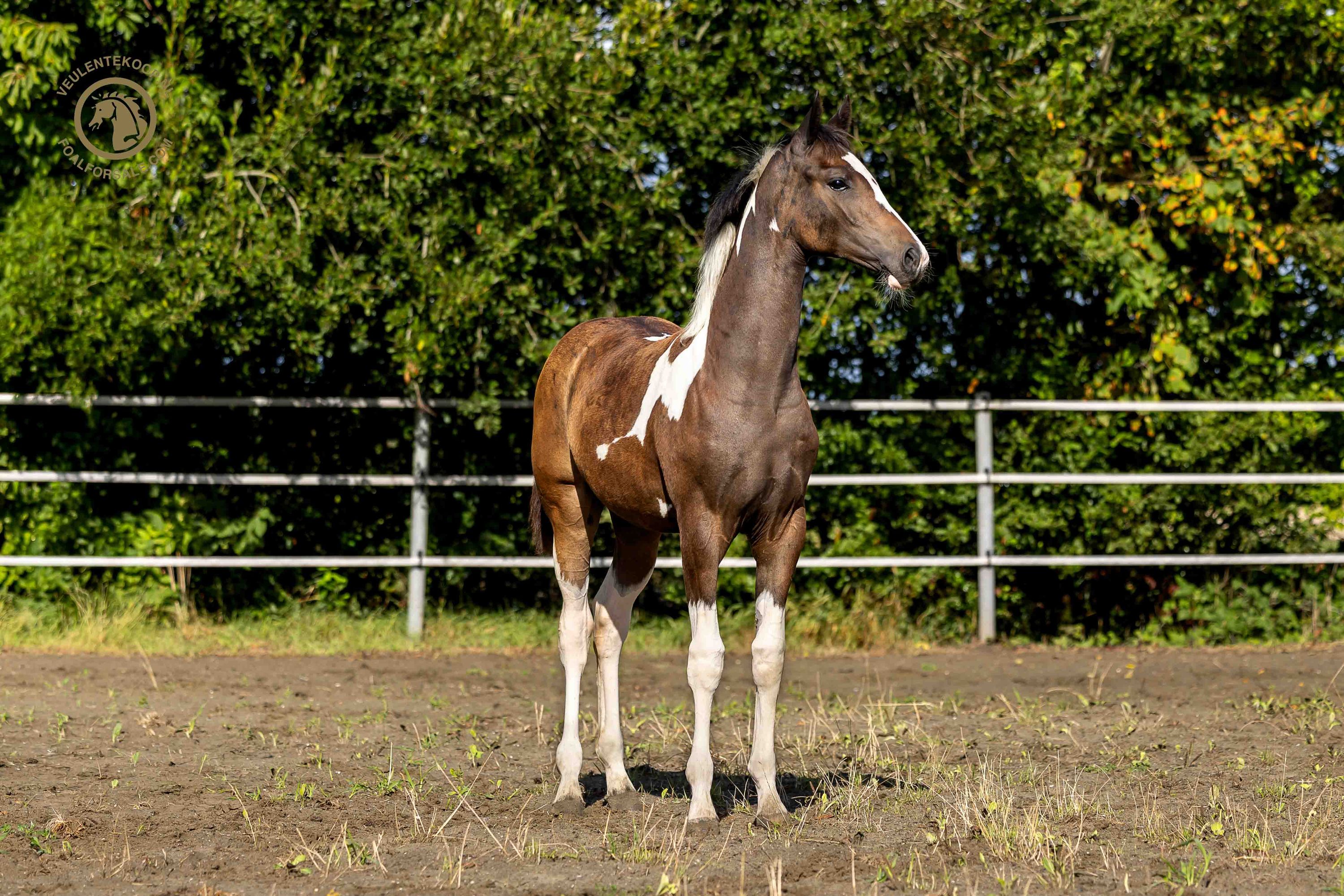 kwpn dressuurpaard merrie 0 år skewbald till salu - Foto 3