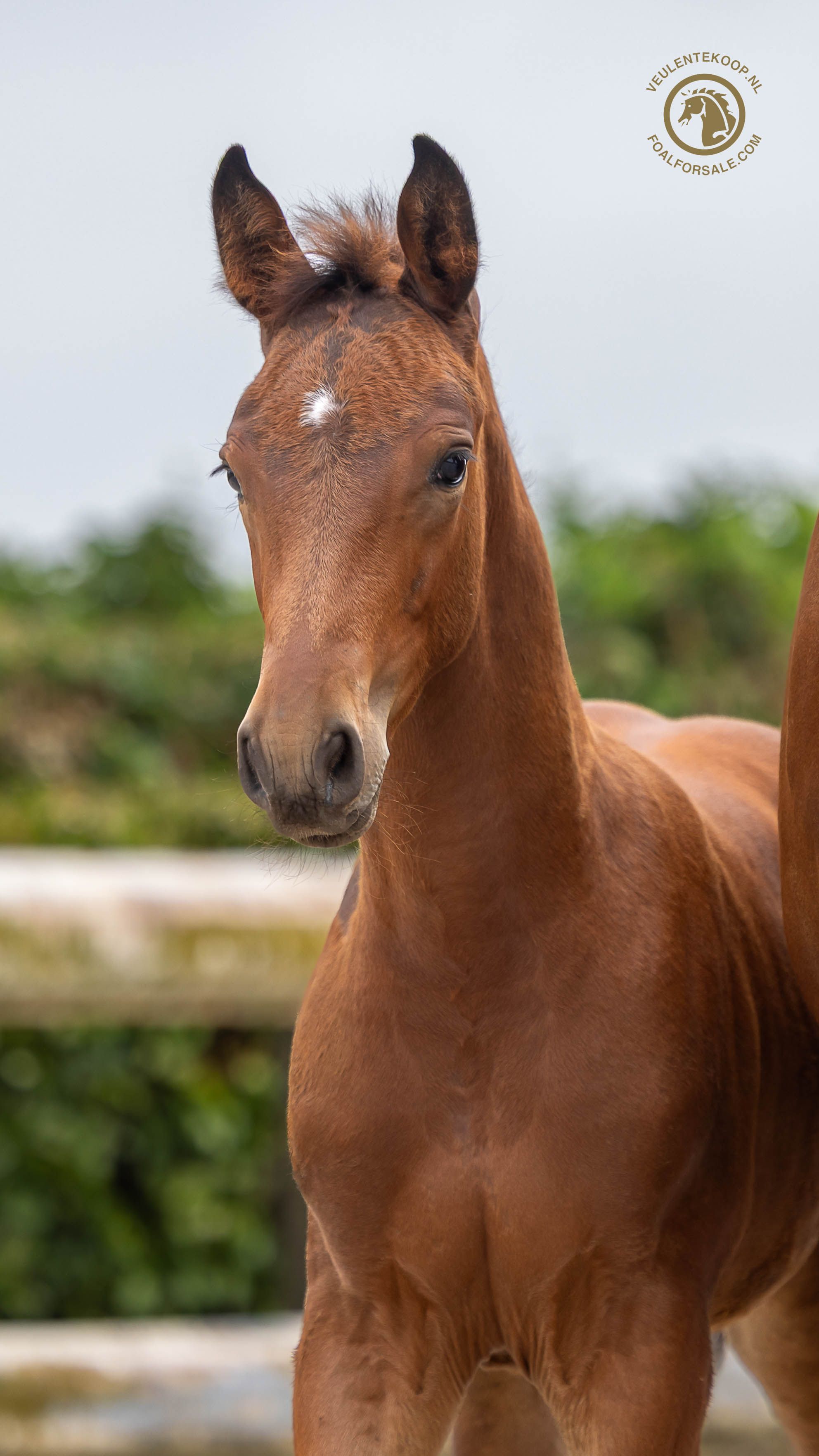 zangersheide springpaard hengst 0 years old bruin for sale - Photo 5