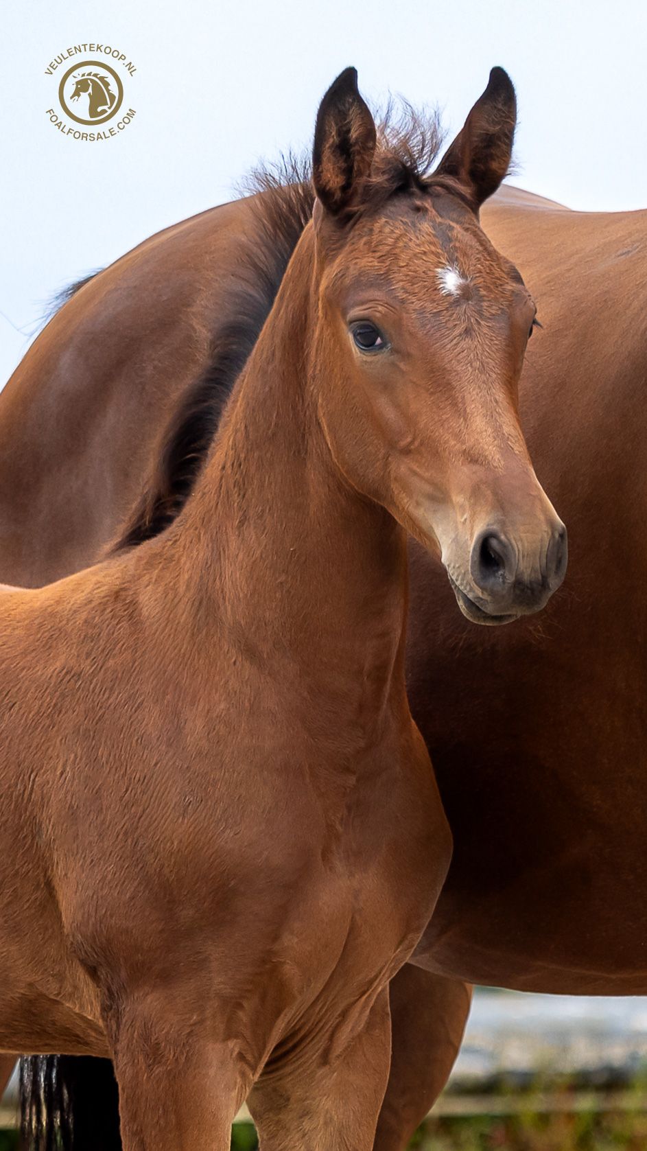 zangersheide springpaard hengst 0 years old bruin for sale - Photo 2
