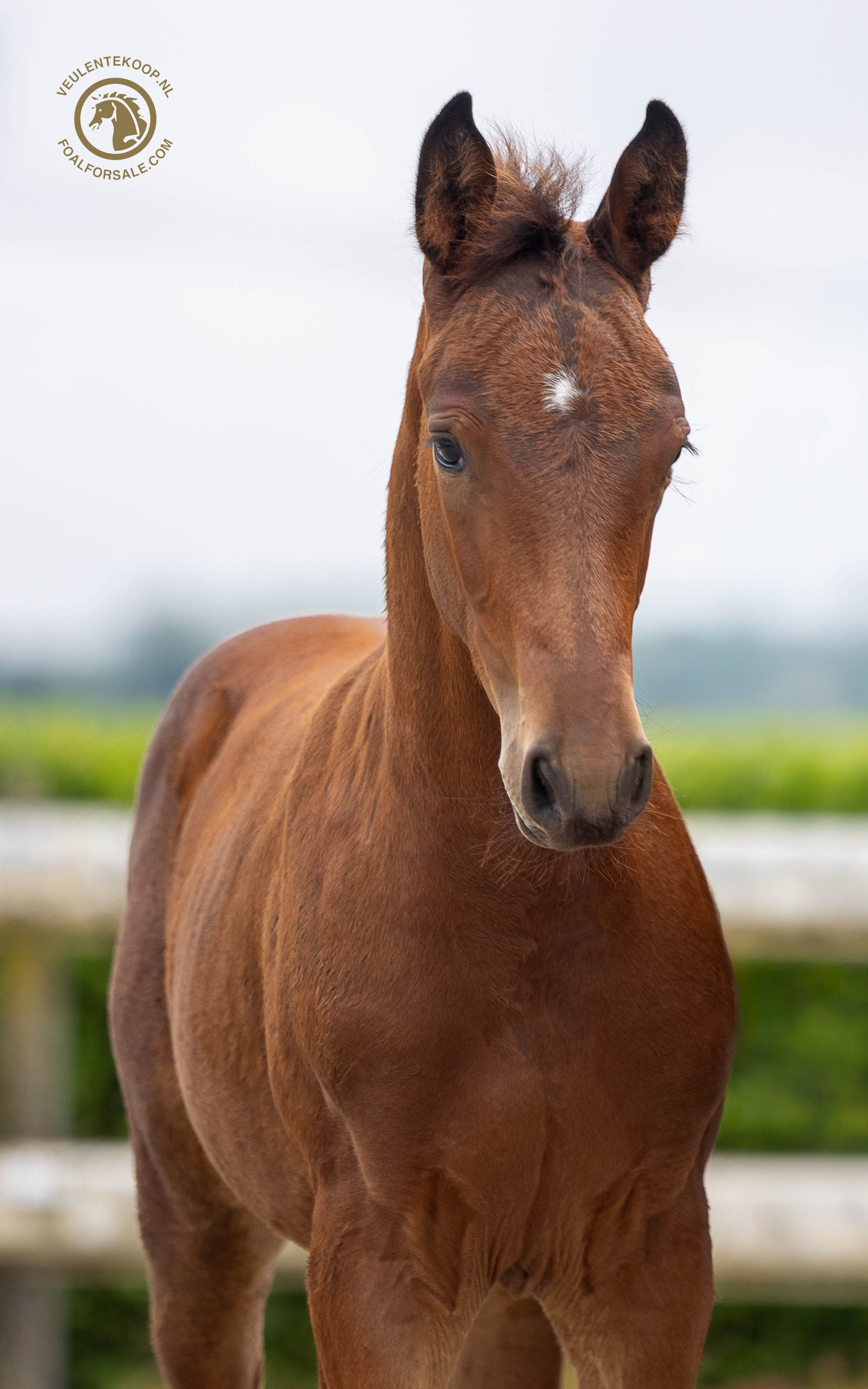 zangersheide springpaard hengst 0 years old bruin for sale - Photo 4