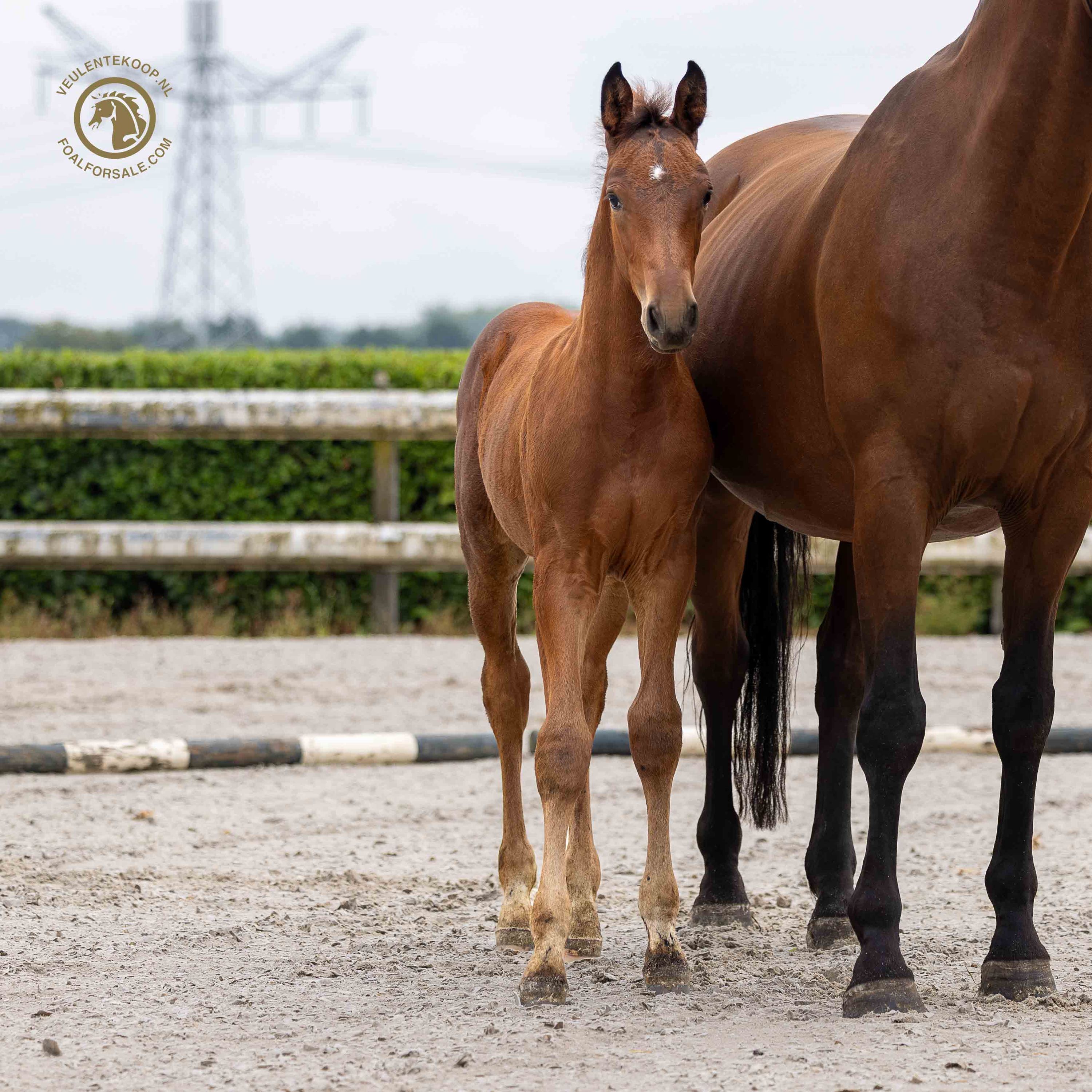 zangersheide springpaard hengst 0 years old bruin for sale - Photo 3