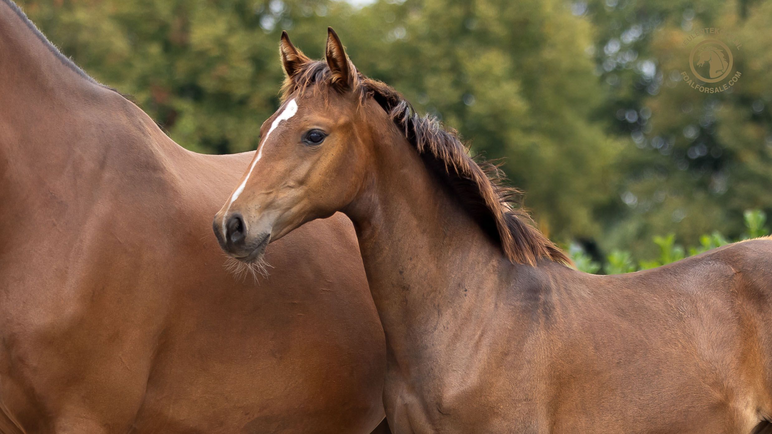 kwpn dressuurpaard hengst 0 years old bruin for sale - Photo 3