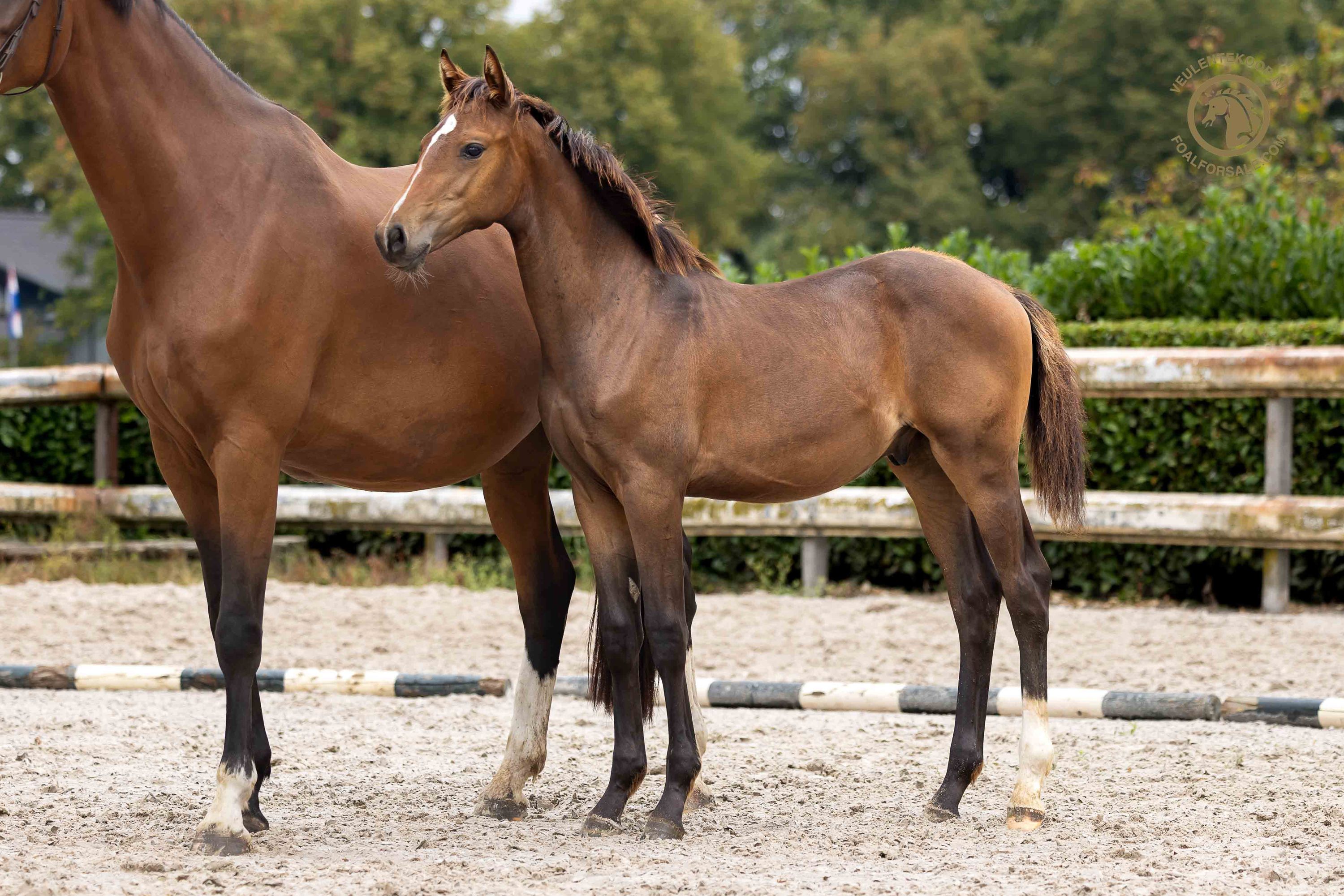 kwpn dressuurpaard hengst 0 years old bruin for sale - Photo 2