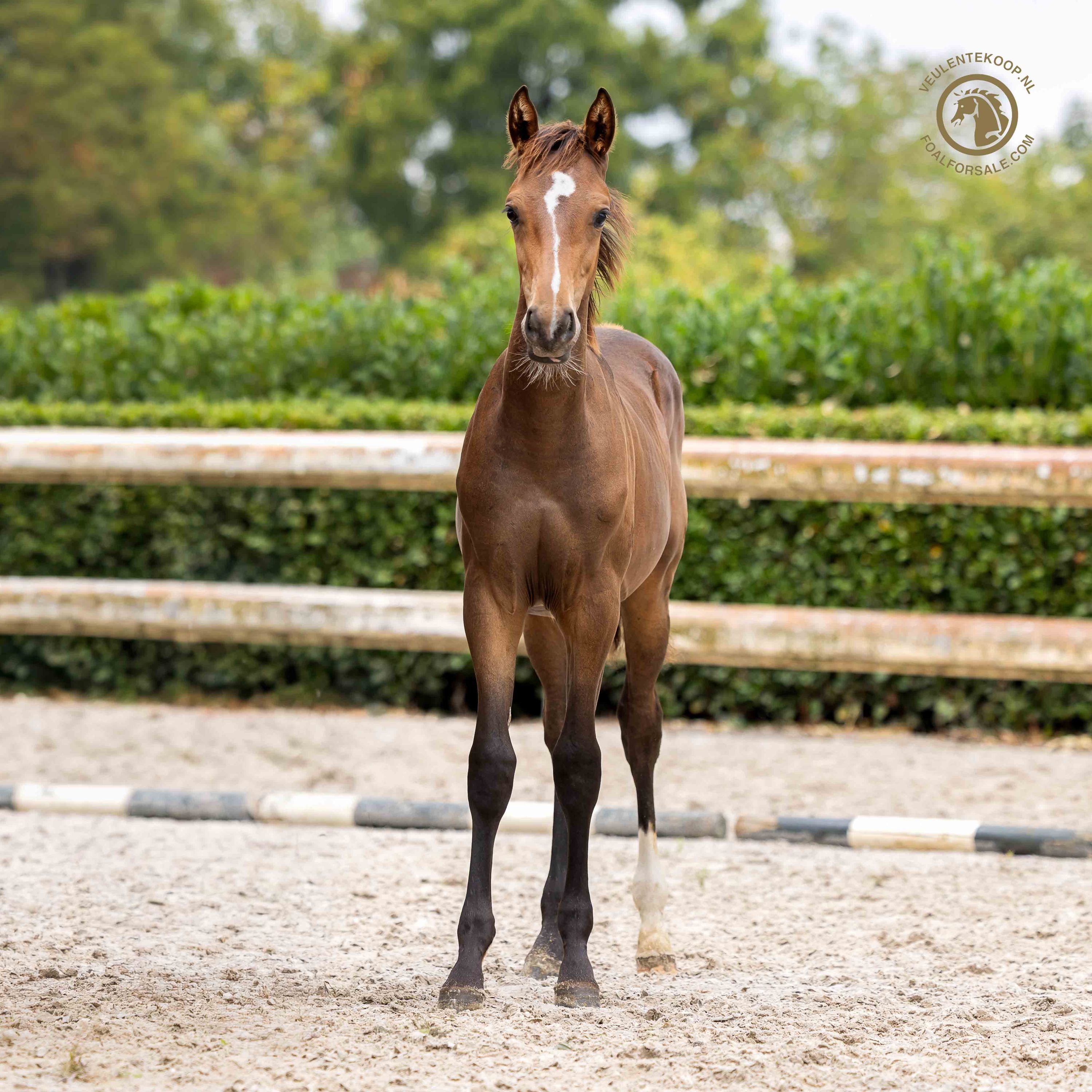 kwpn dressuurpaard hengst 0 years old bruin for sale - Photo 4