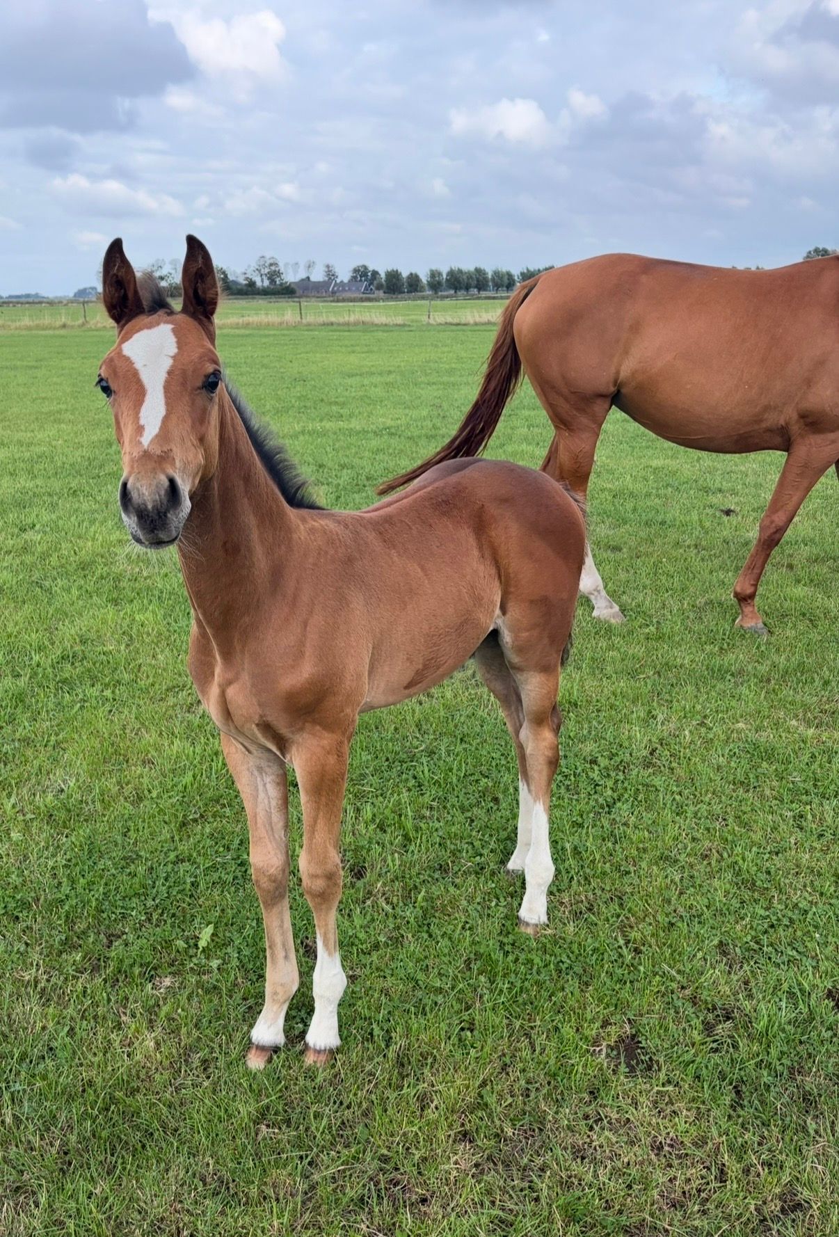 Colt foal