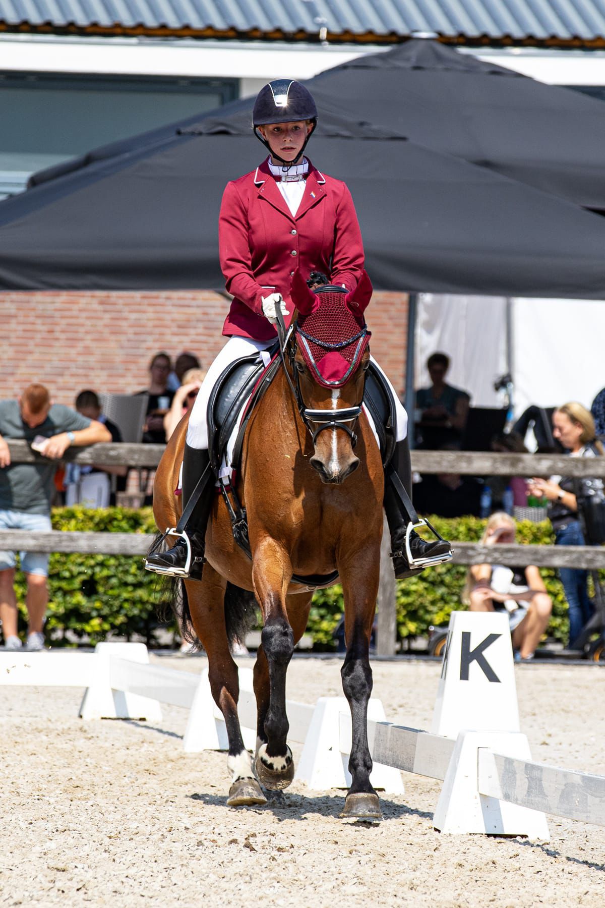 Q-Star van het Marienshof。献给雄心勃勃骑手的特殊运动小马。