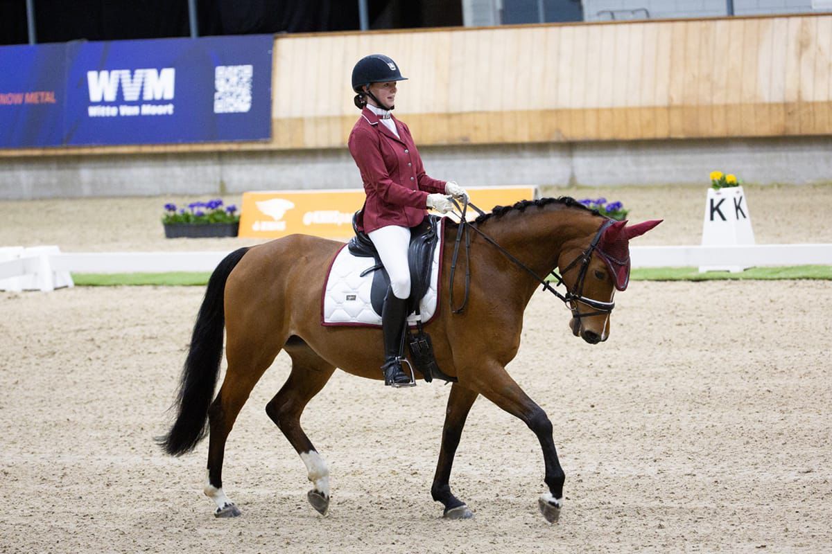 bwp allround-pony merrie 10 岁 donkerbruin 出售 - 照片 2