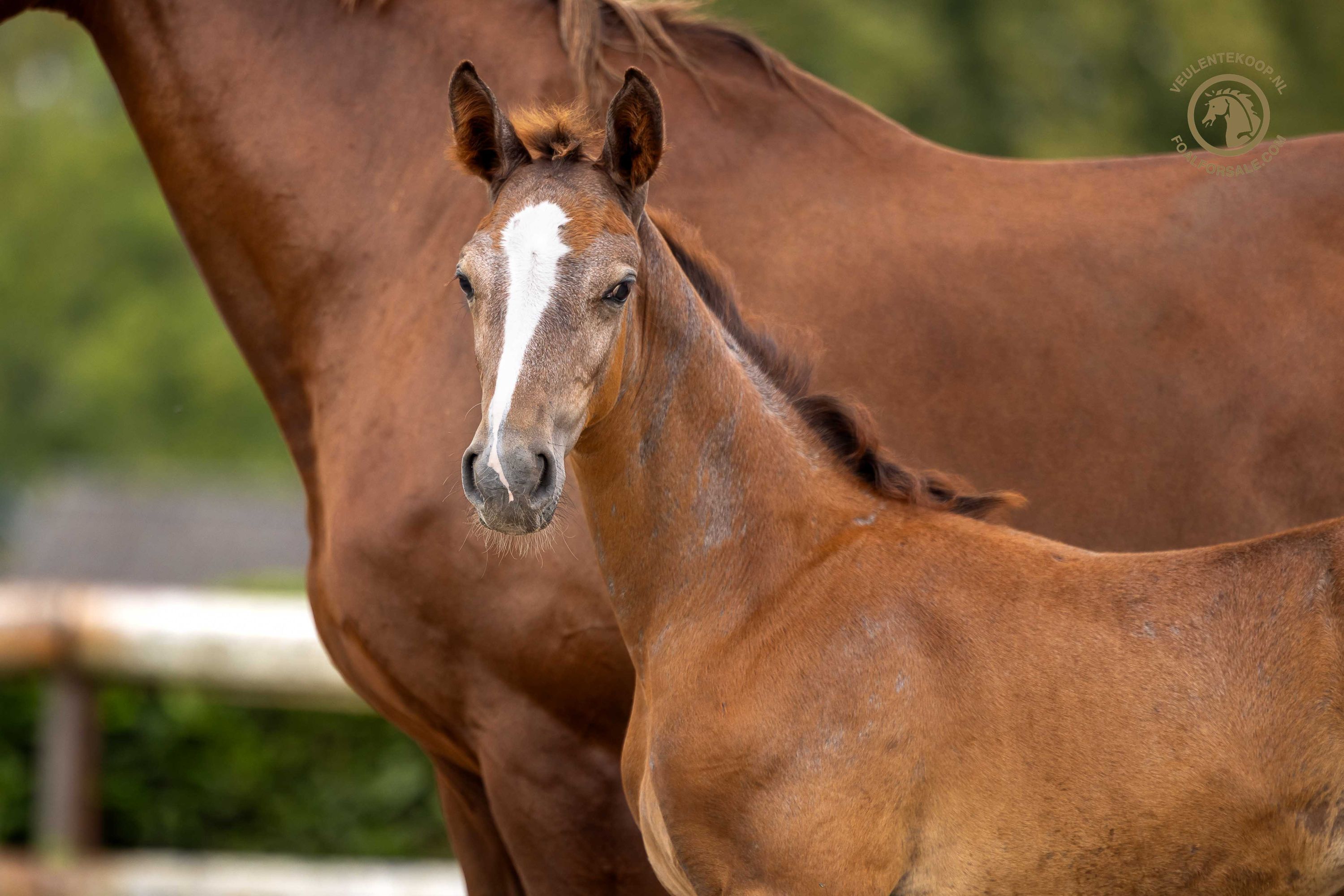 kwpn springpaard hengst 0 years old schimmel for sale - Photo 2