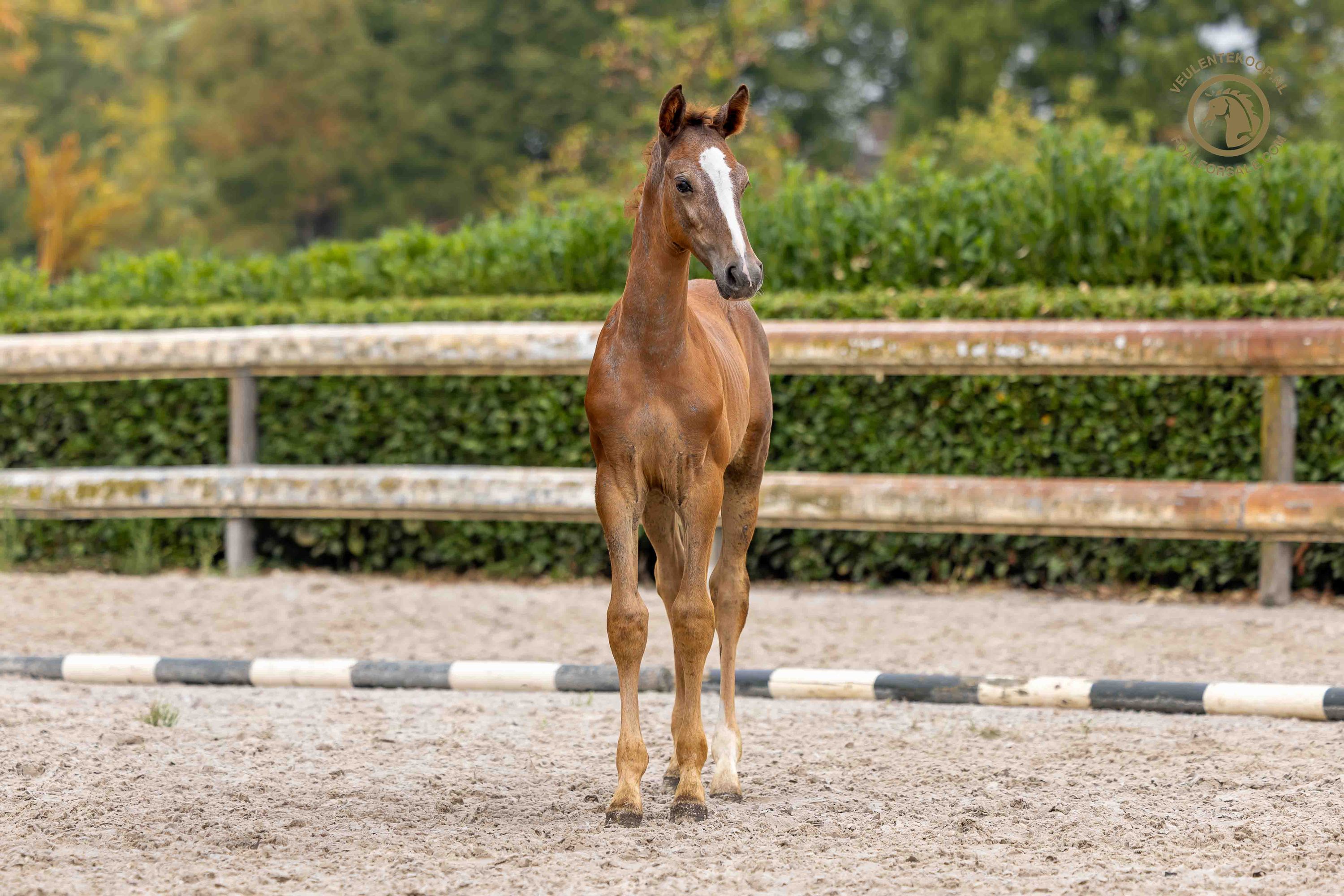 For Treasure VDL colt from 1.30m dam