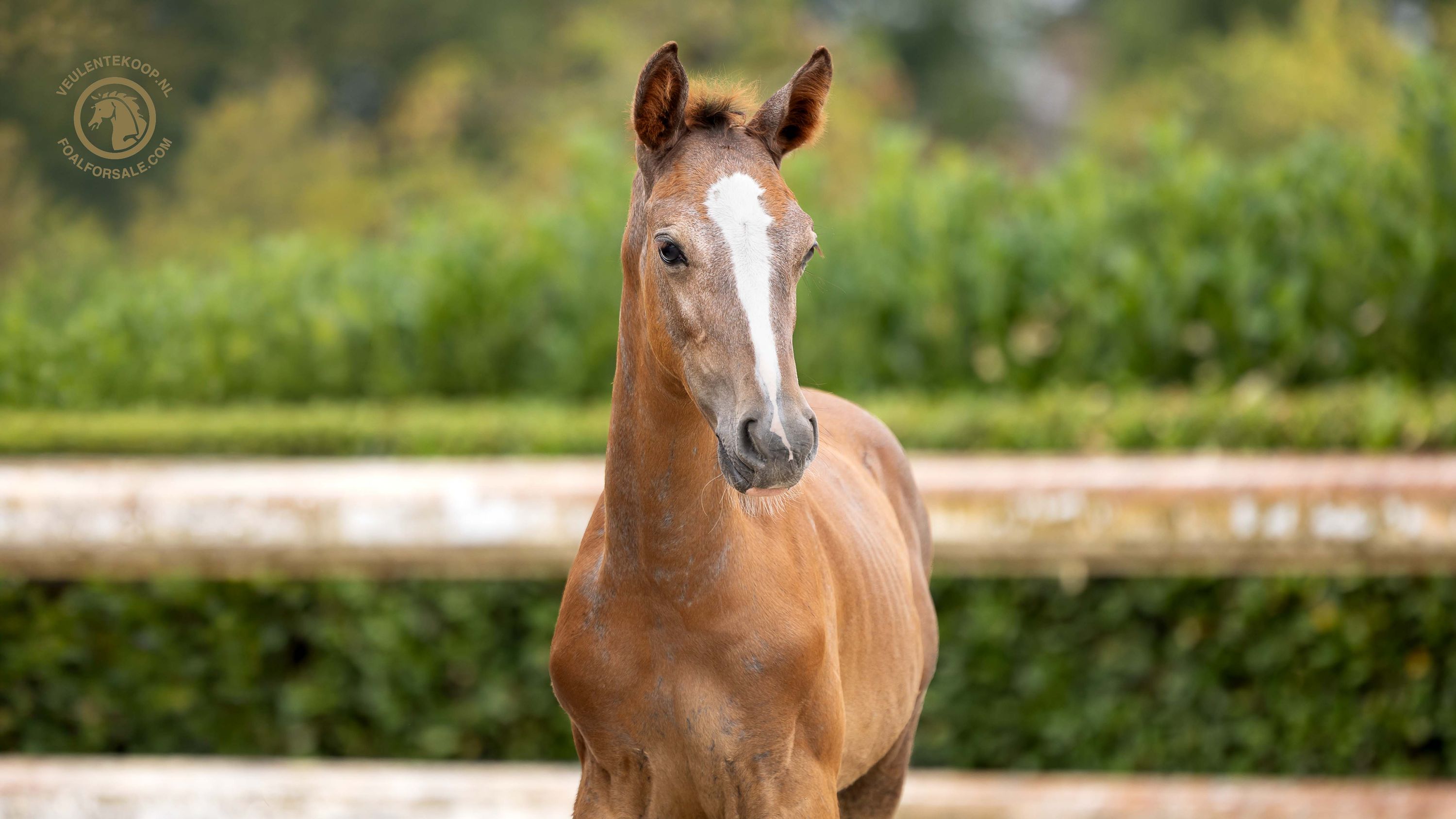 kwpn springpaard hengst 0 years old schimmel for sale - Photo 3