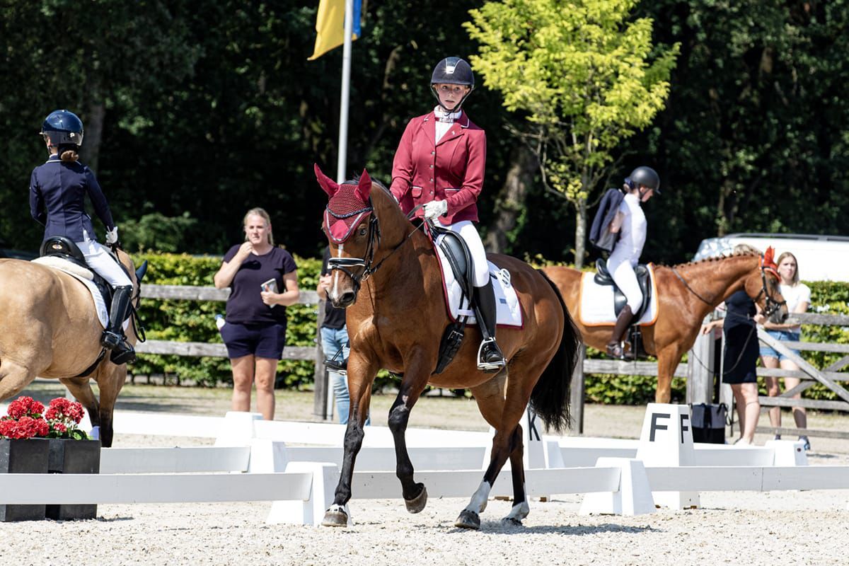 bwp allround-pony merrie 10 岁 donkerbruin 出售 - 照片 3