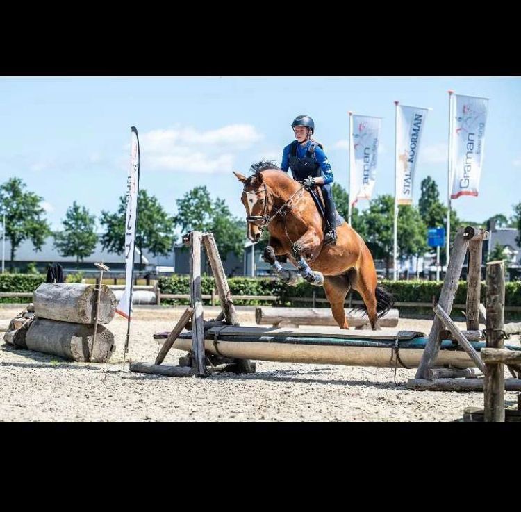 bwp allround-pony merrie 10 岁 donkerbruin 出售 - 照片 6