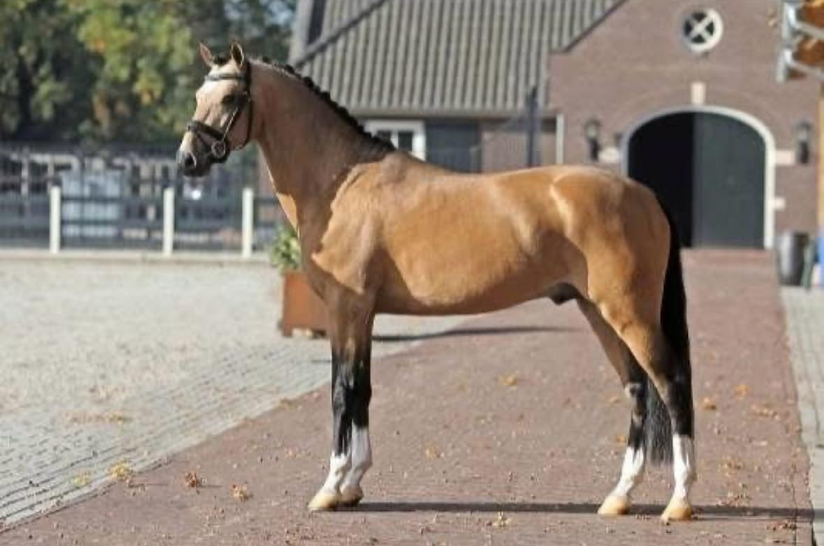 For Sale: Sweet and Versatile 8-year-old All-round palomino pony