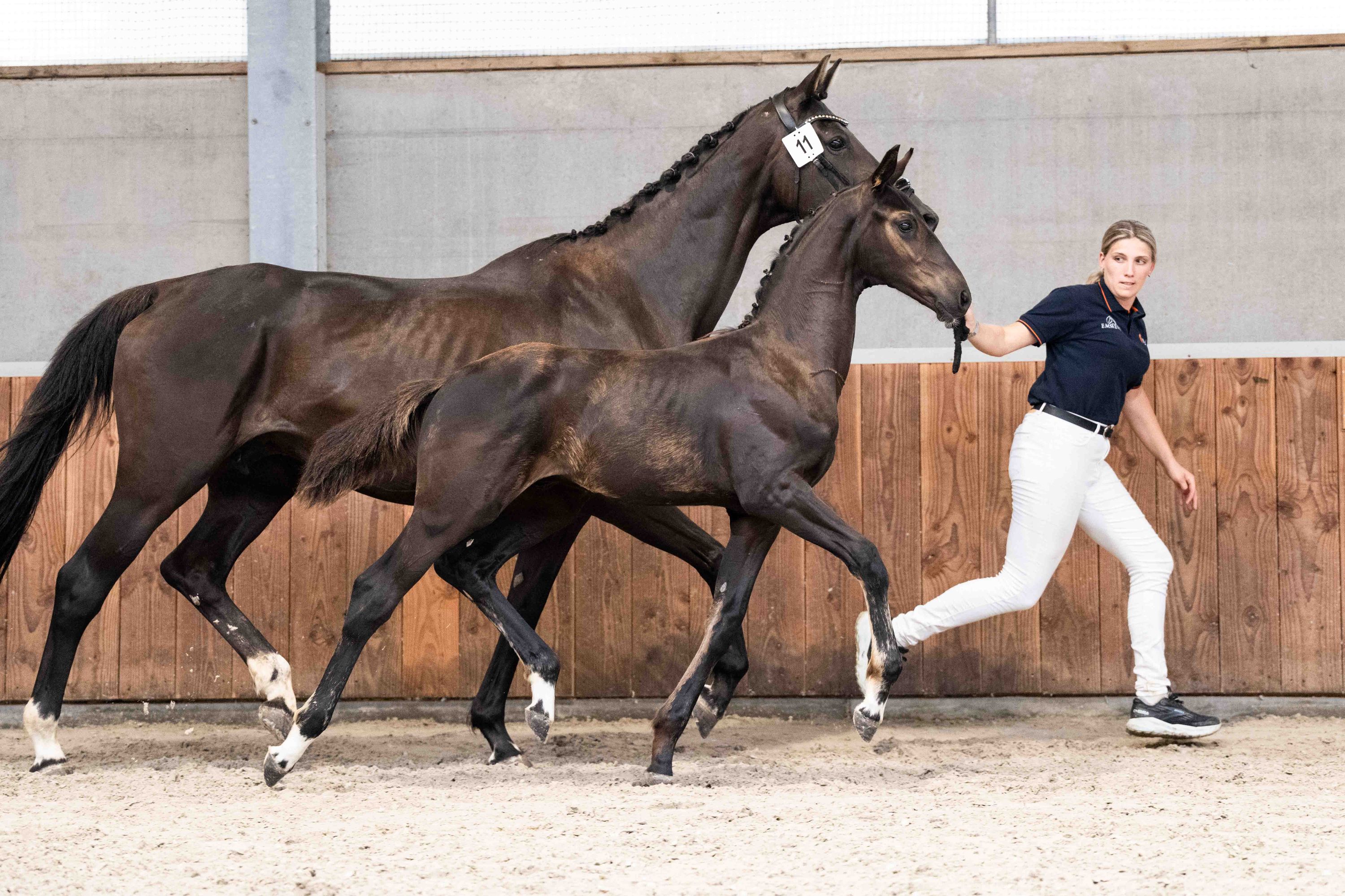 kwpn dressuurpaard hengst 0 岁 donkerbruin 出售 - 照片 2