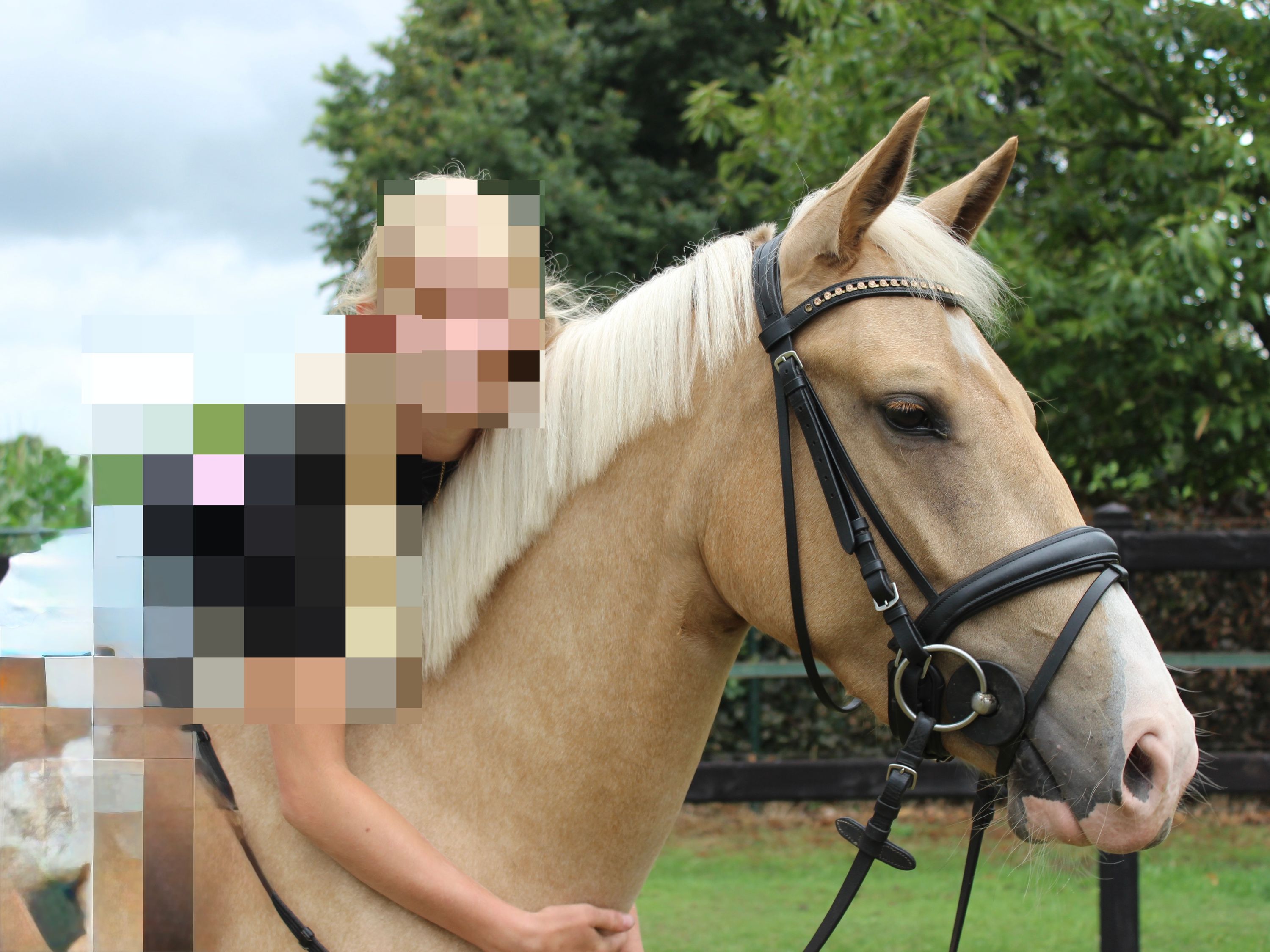 Knappe Palomino merrie