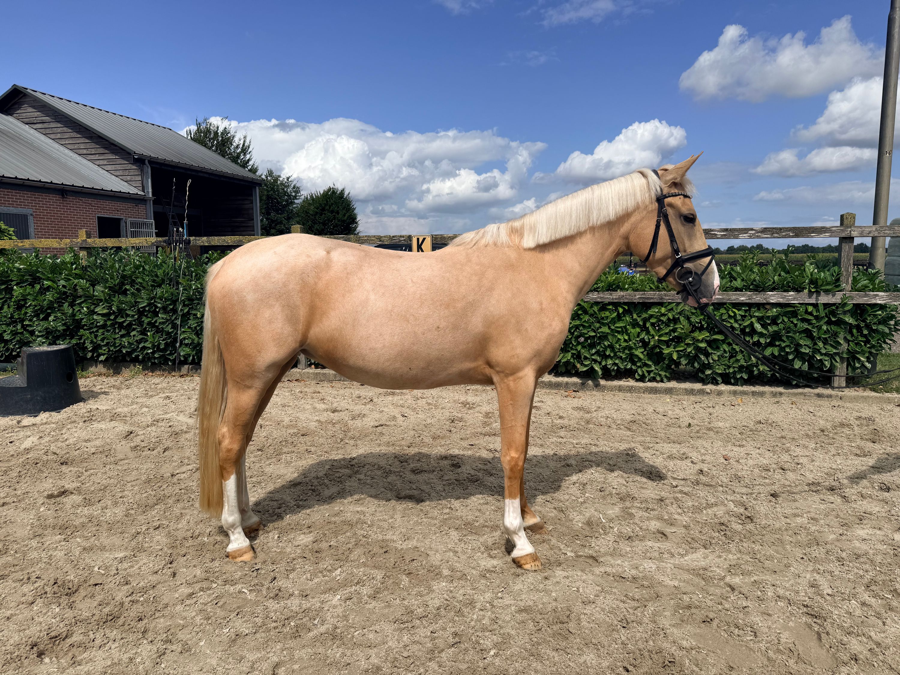 welsh allround-pony merrie 4 jaar palomino te koop - Foto 2