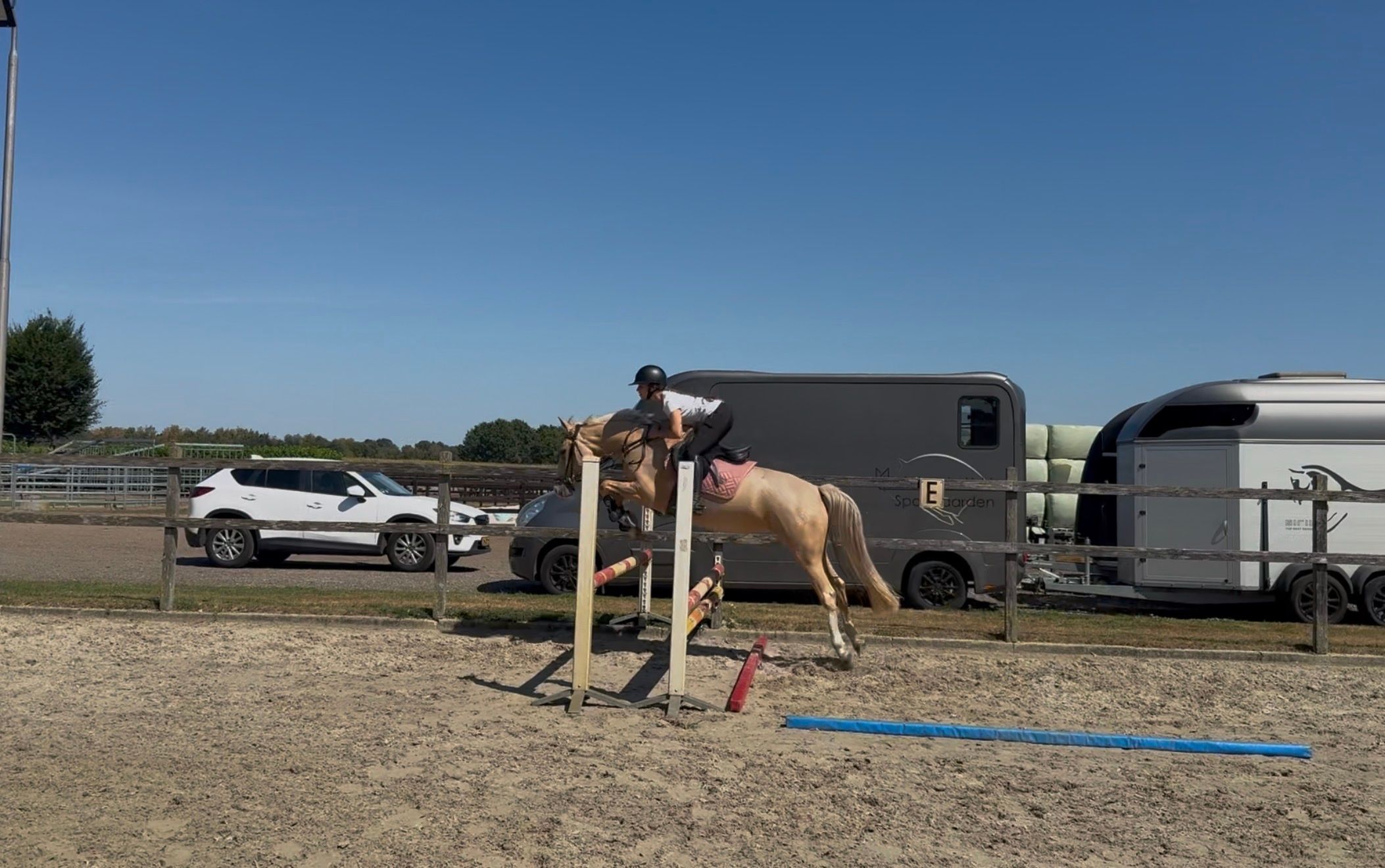 welsh allround-pony merrie 4 jaar palomino te koop - Foto 3