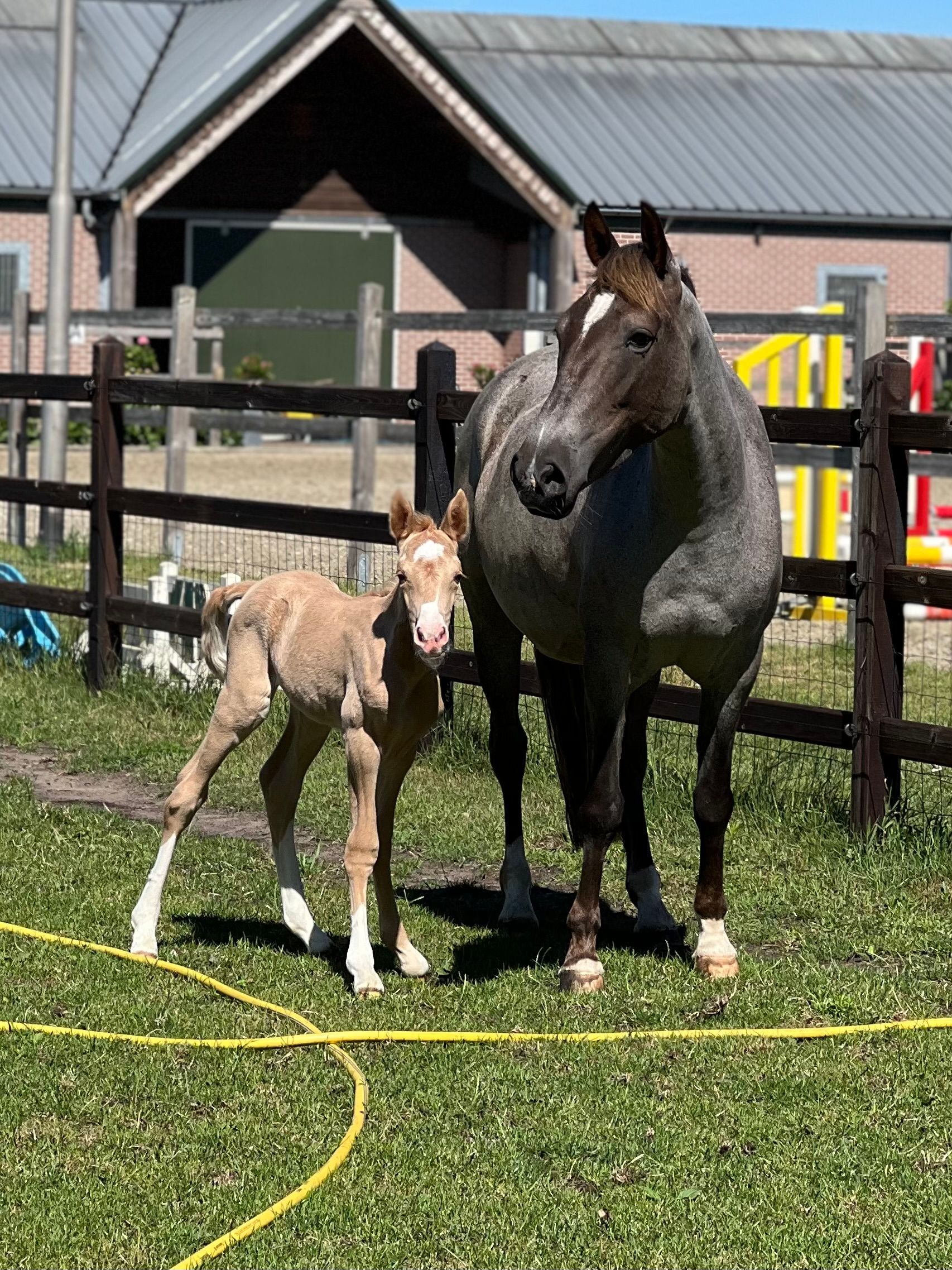 welsh allround-pony merrie 4 jaar palomino te koop - Foto 4
