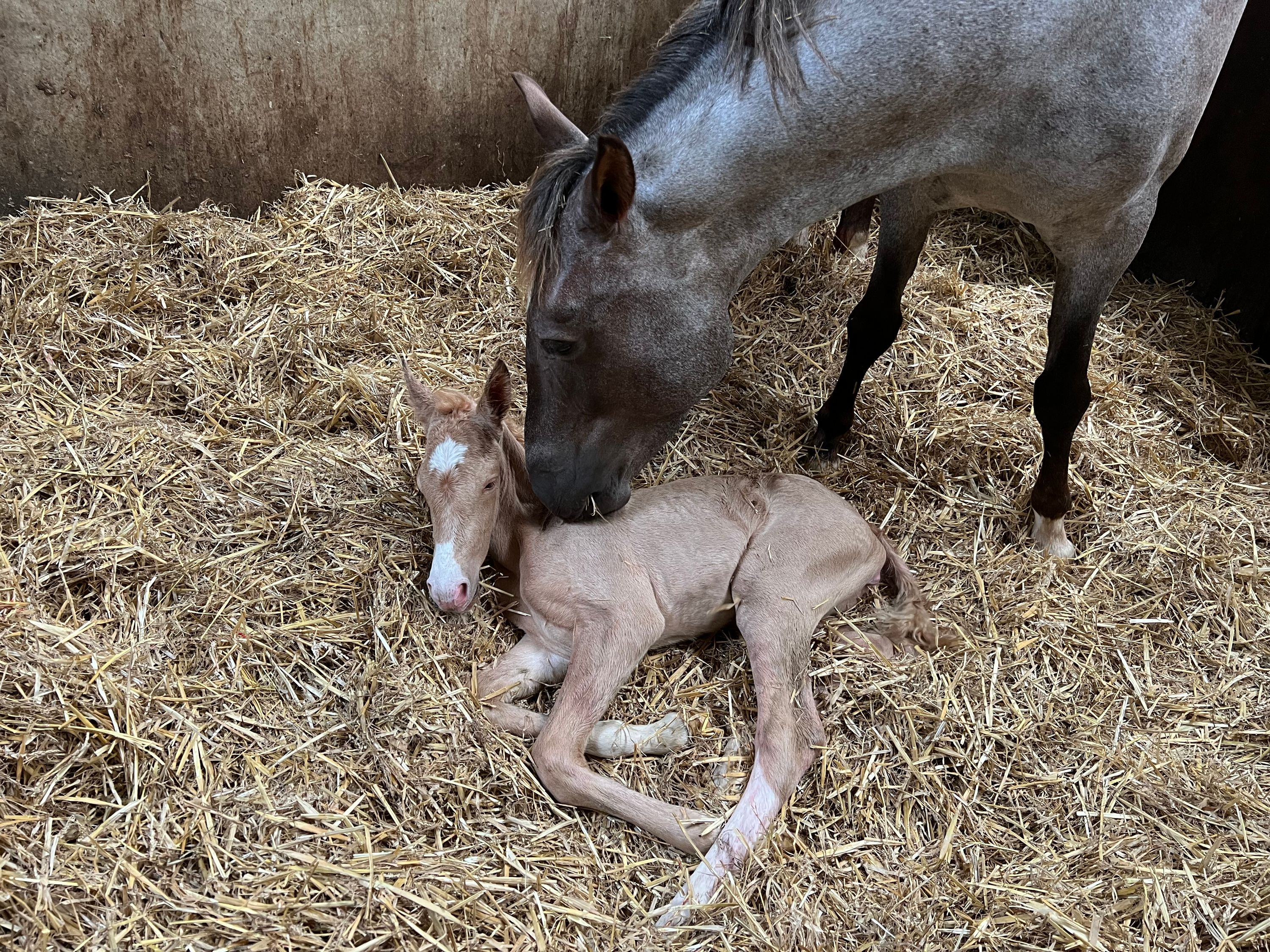 welsh allround-pony merrie 4 jaar palomino te koop - Foto 5