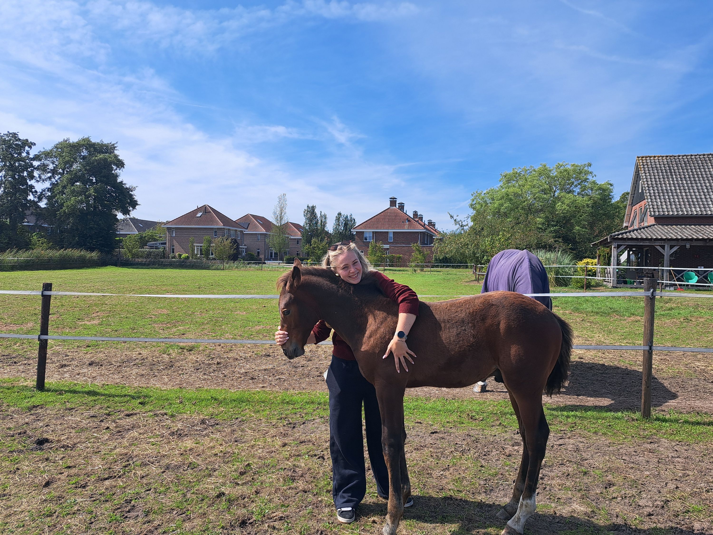 kwpn springpaard hengst 0 years old bruin for sale - Photo 3