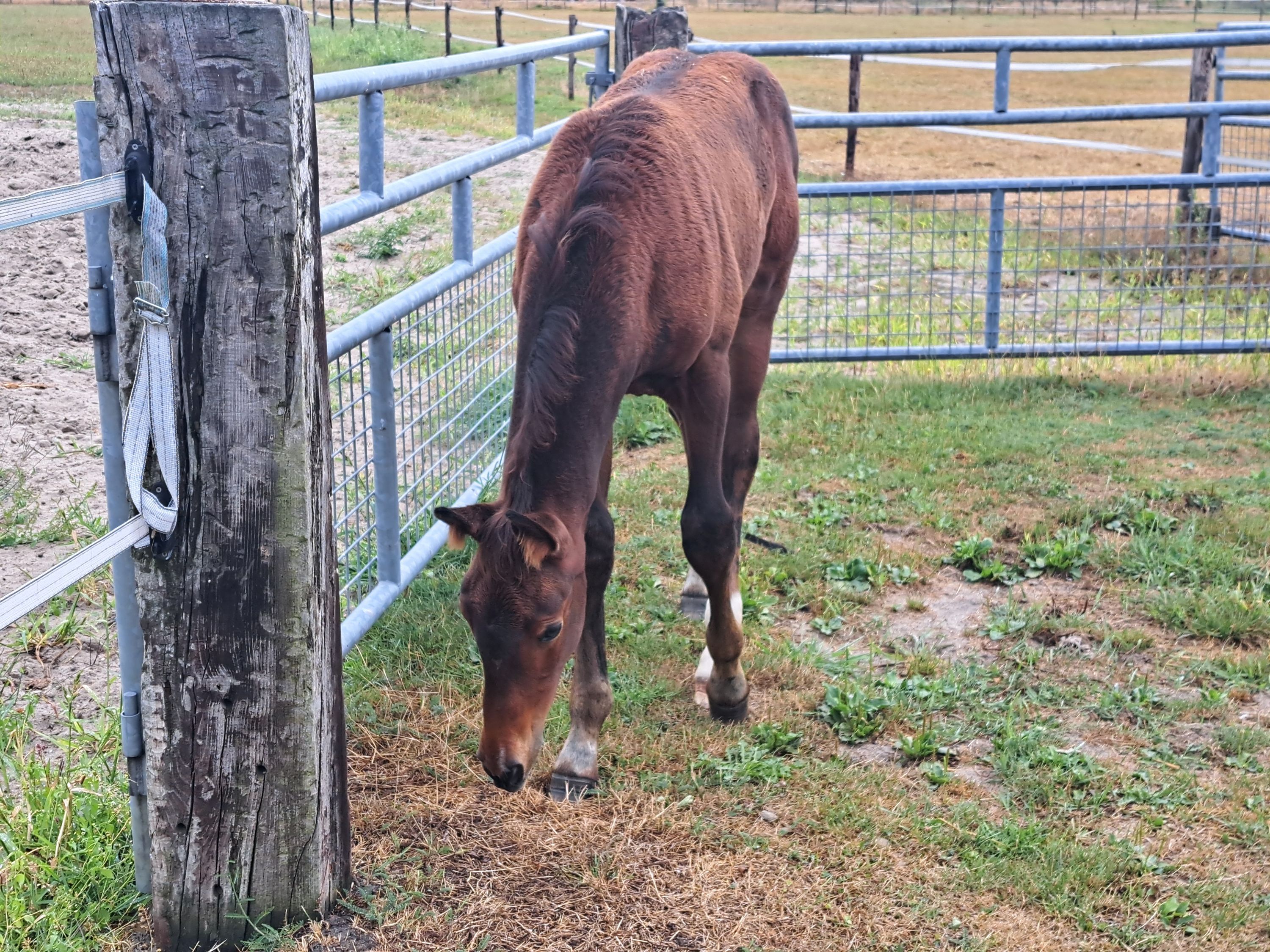 kwpn springpaard hengst 0 years old bruin for sale - Photo 5