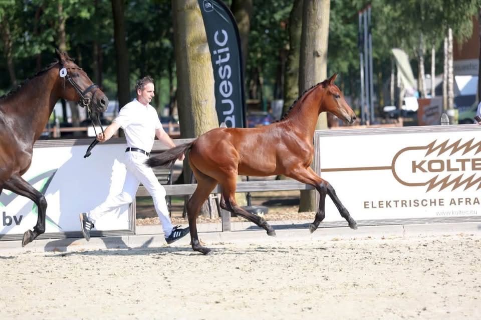 Talentvol hengstveulen