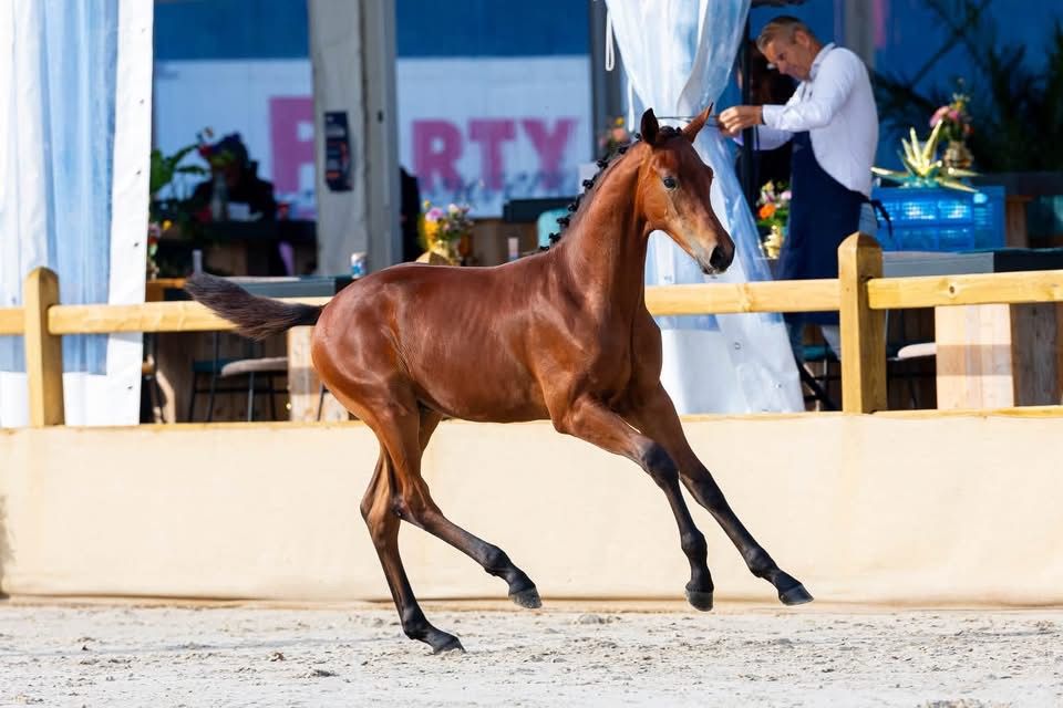 kwpn dressuurpaard hengst 0 years old donkerbruin for sale - Photo 3