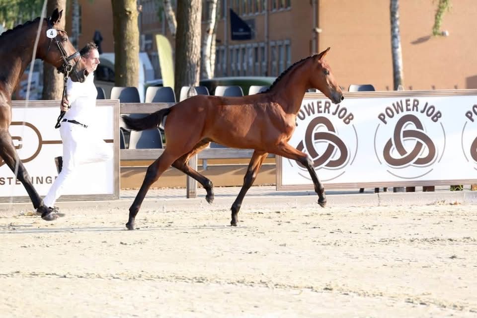 kwpn dressuurpaard hengst 0 years old donkerbruin for sale - Photo 2