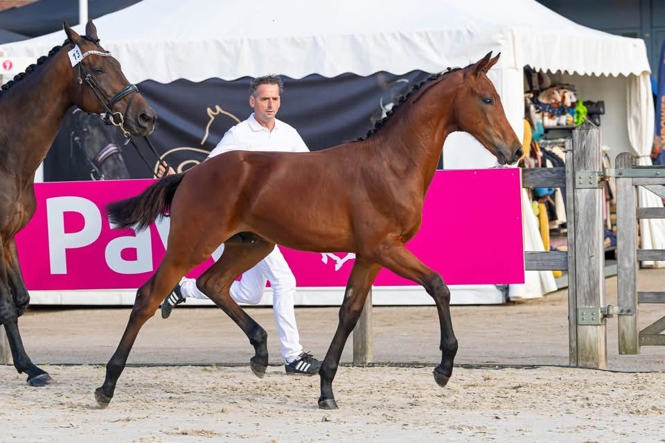 kwpn dressuurpaard hengst 0 years old donkerbruin for sale - Photo 4