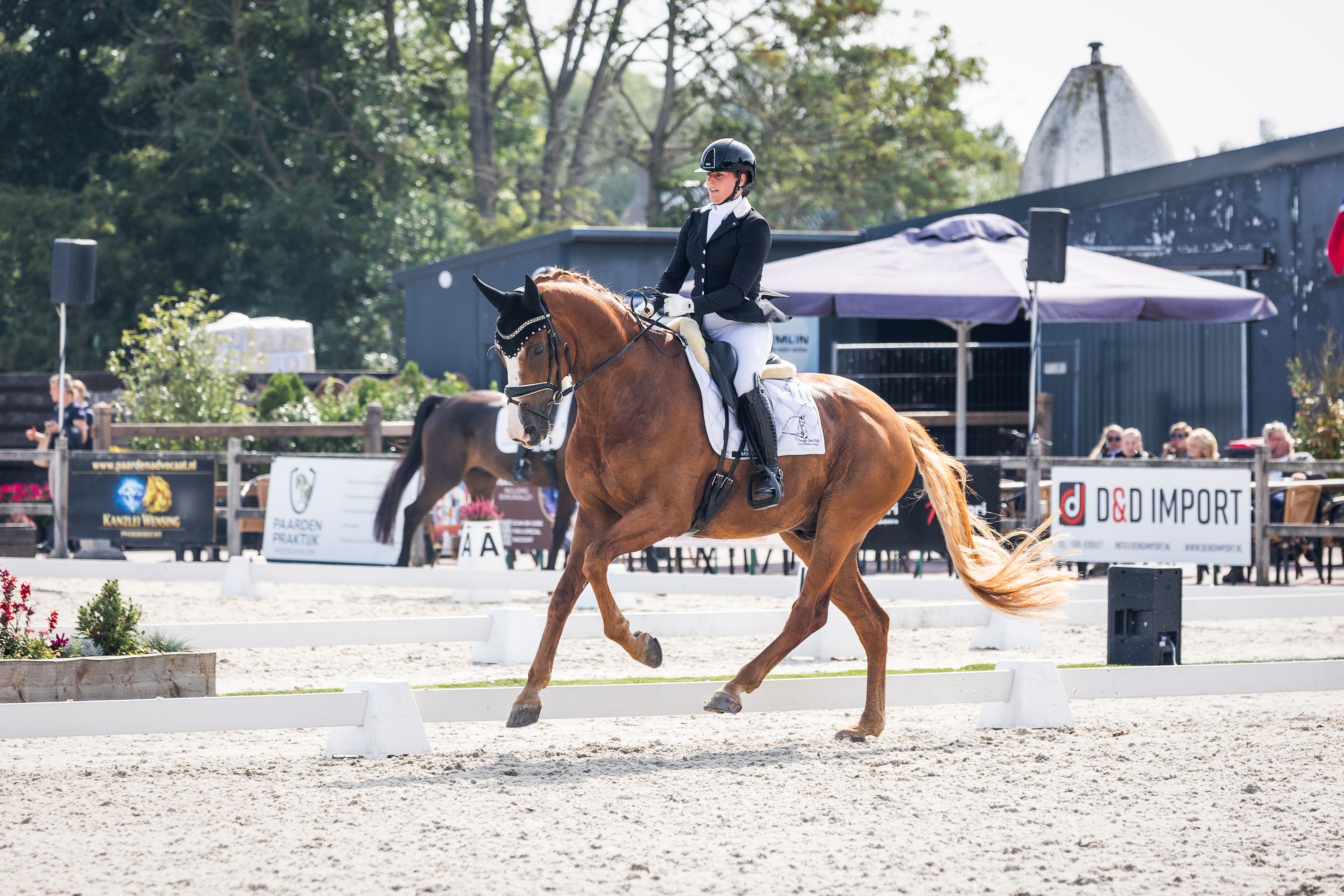 kwpn dressuurpaard ruin 11 years old vos for sale - Photo 2