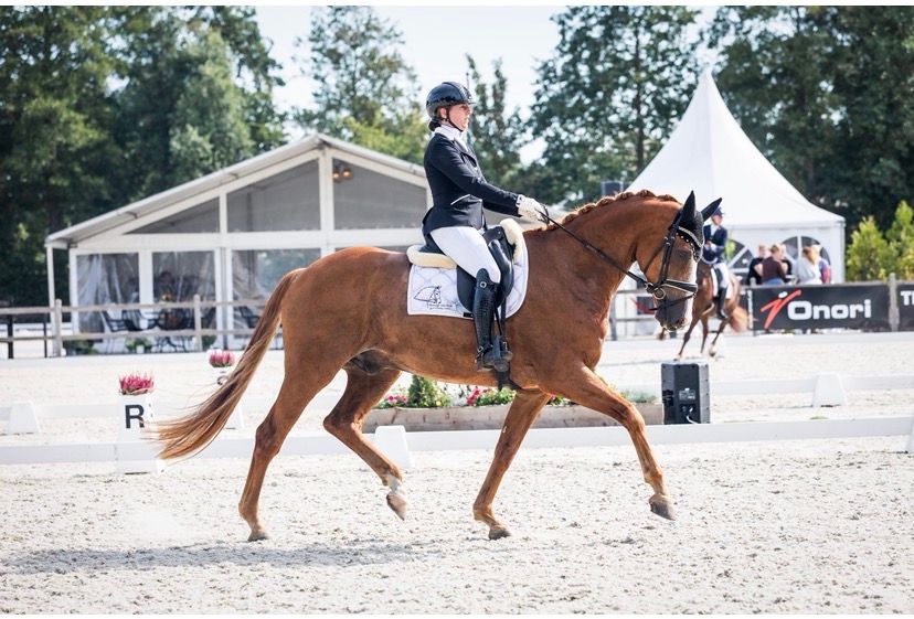 kwpn dressuurpaard ruin 11 years old vos for sale - Photo 3