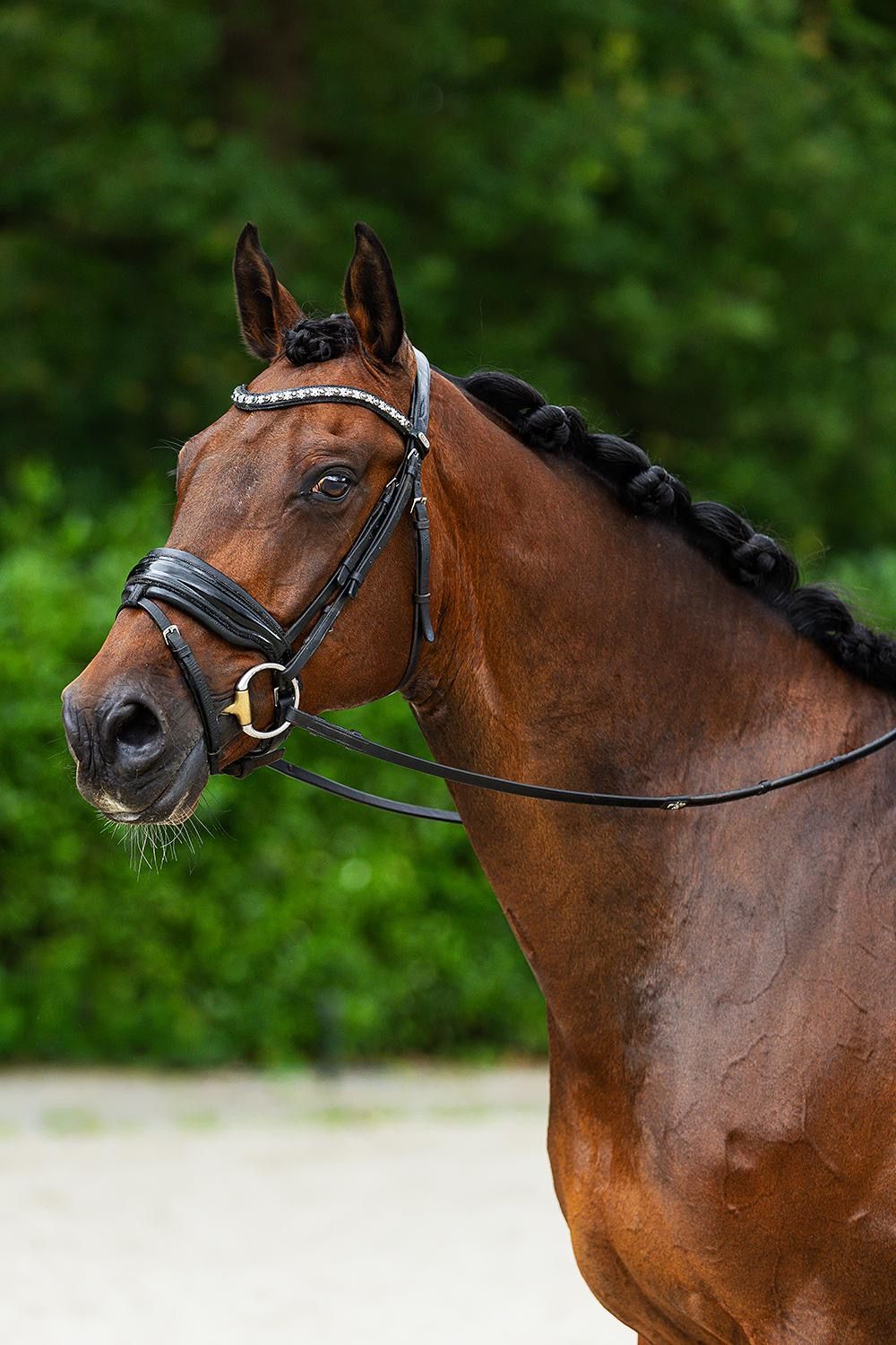 kwpn dressuurpaard ruin 12 Jahre alt donkerbruin zu verkaufen - Foto 3