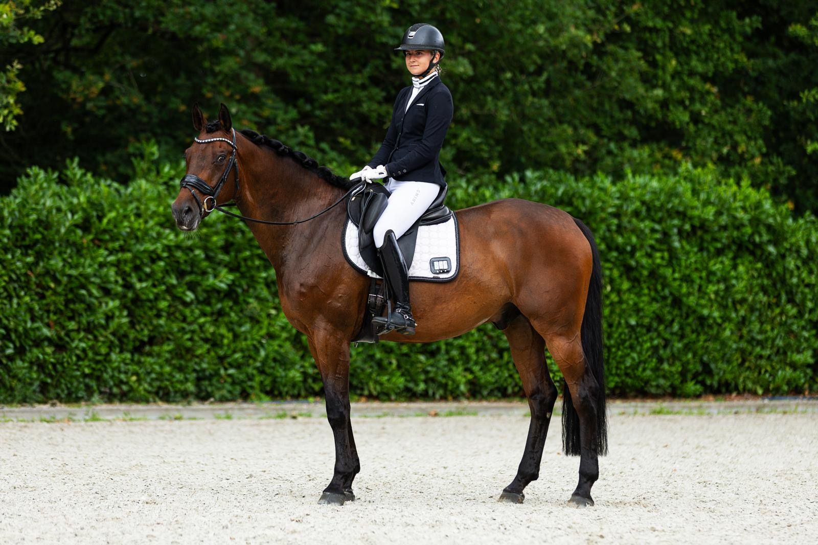 kwpn dressuurpaard ruin 12 Jahre alt donkerbruin zu verkaufen - Foto 5