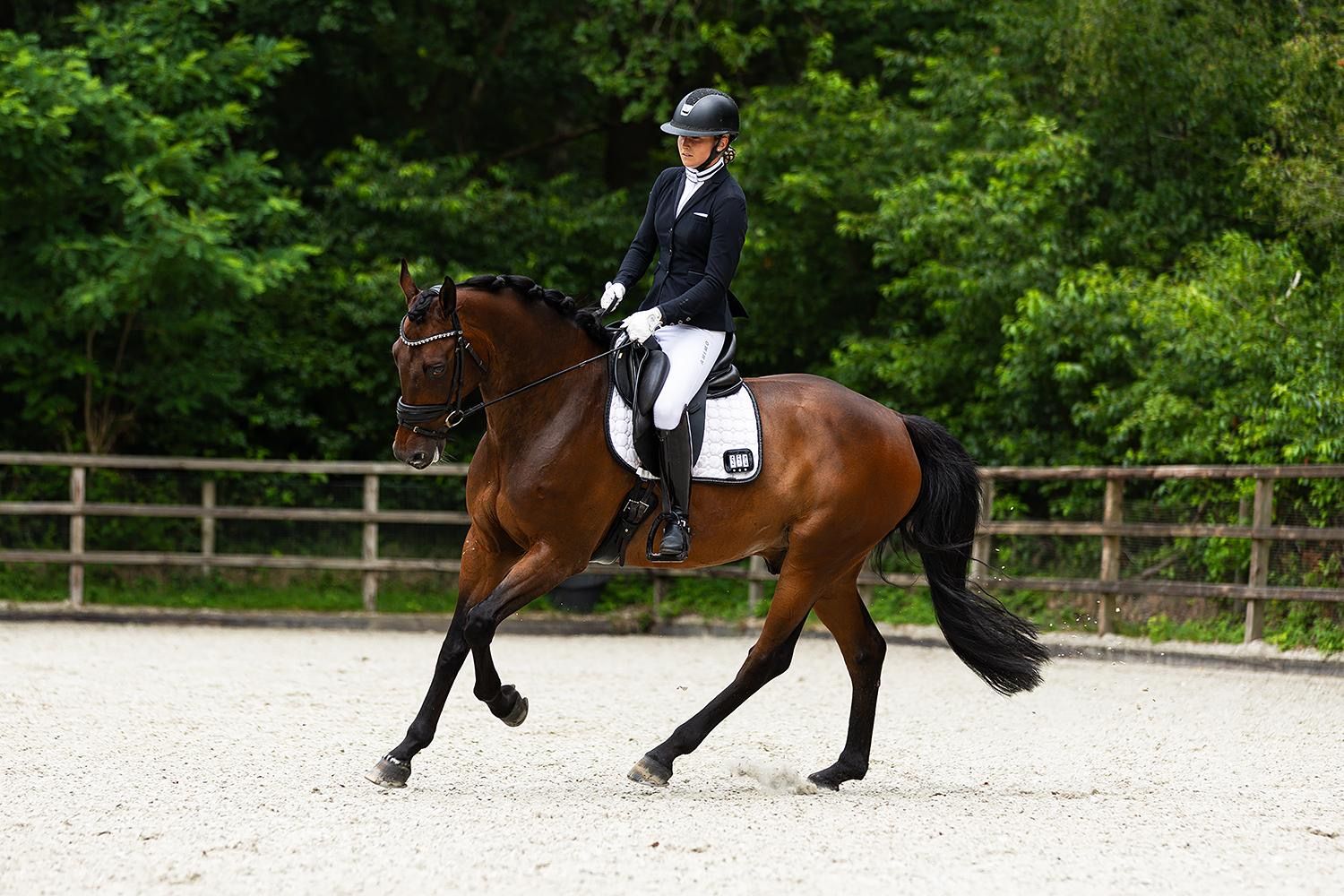 kwpn dressuurpaard ruin 12 Jahre alt donkerbruin zu verkaufen - Foto 4