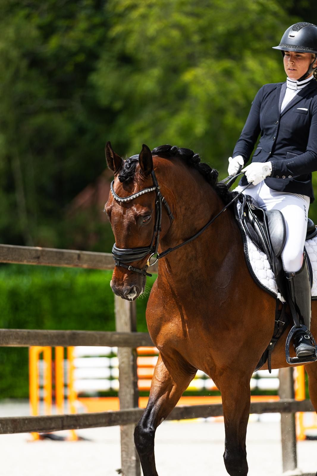 kwpn dressuurpaard ruin 12 Jahre alt donkerbruin zu verkaufen - Foto 2